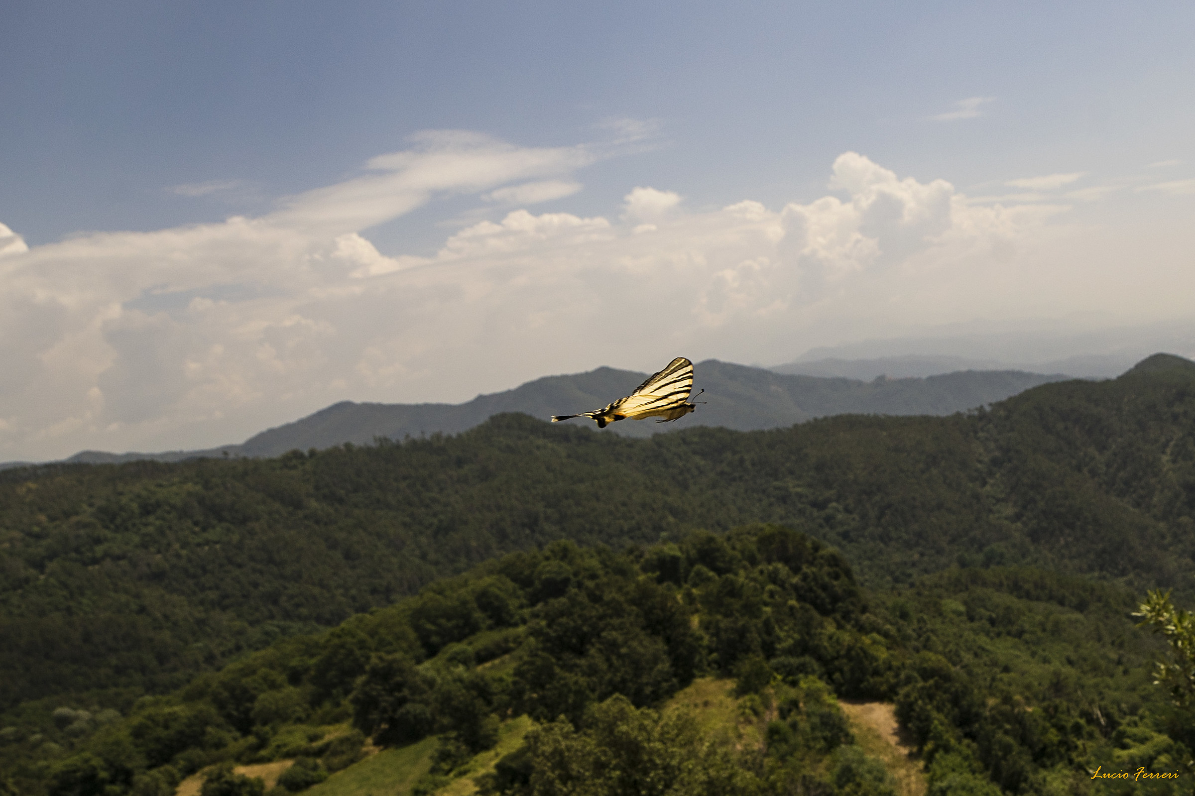 Iphiclides podalirius in volo