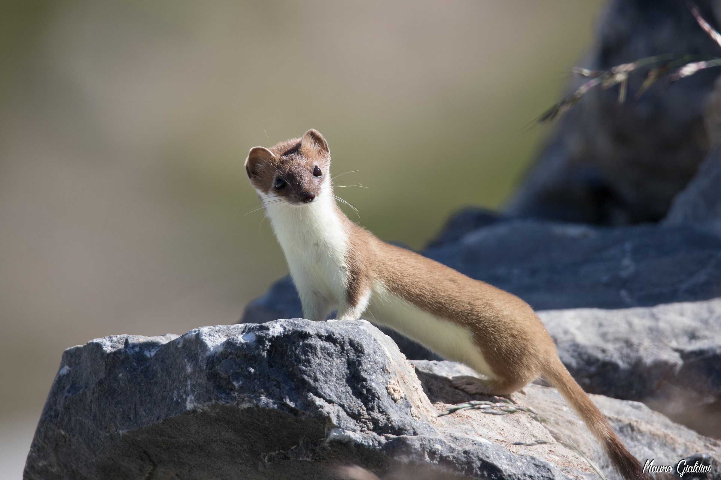 Ermine