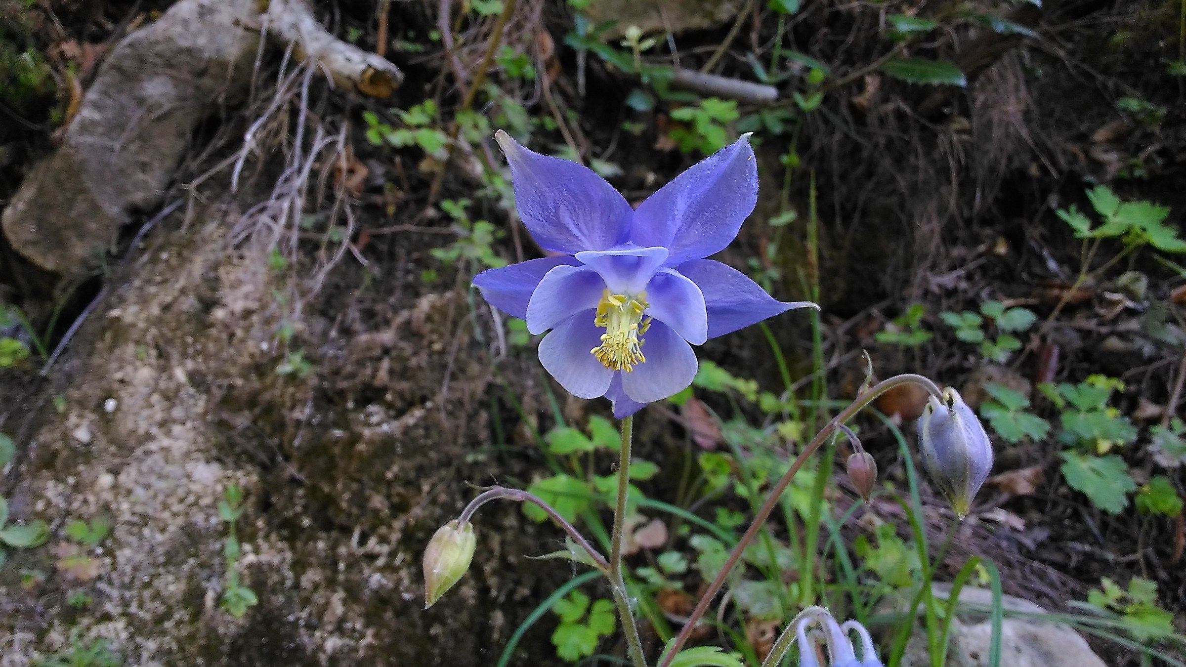 Aquilegia sp.