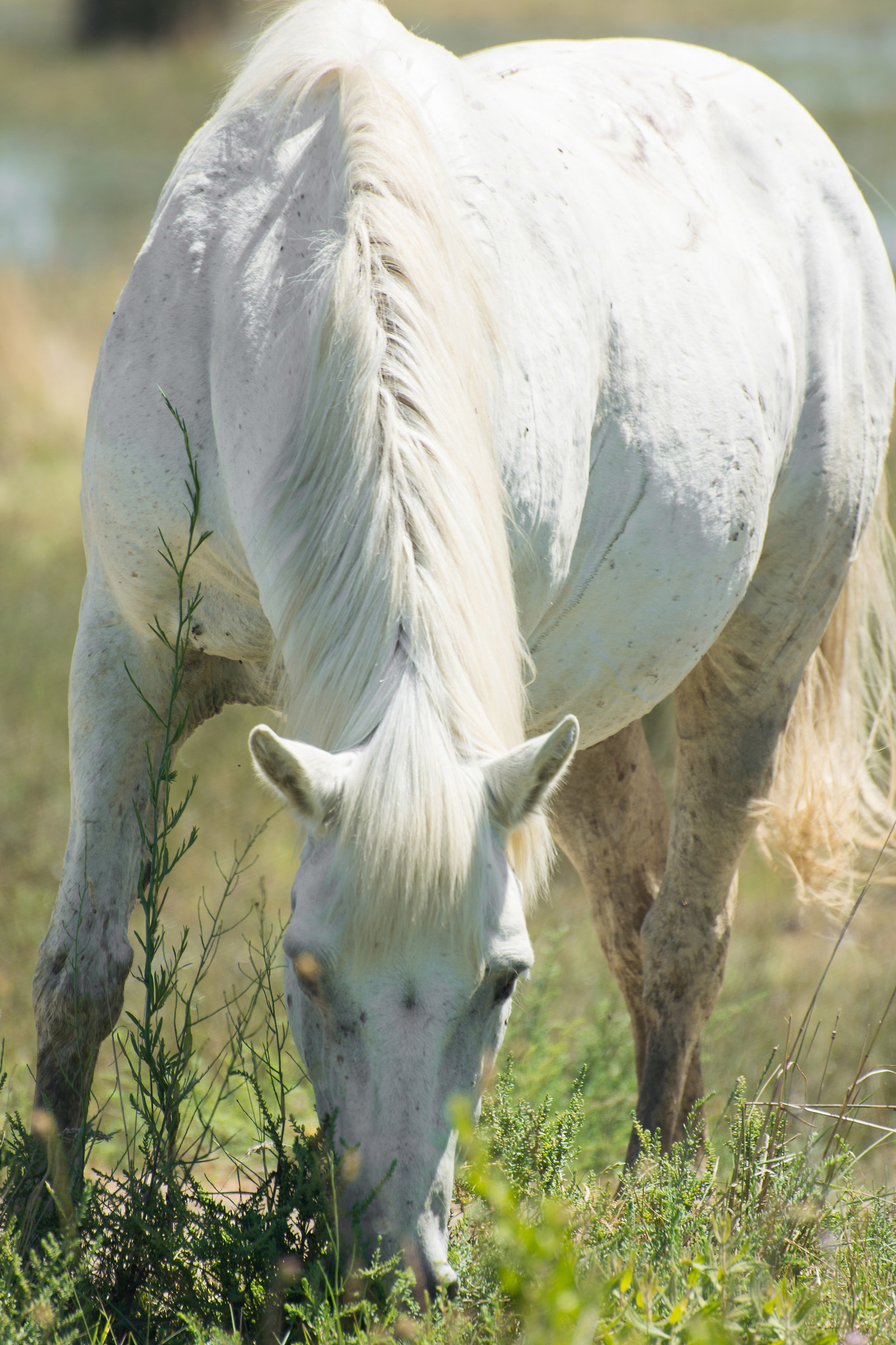 Closeup Camargue