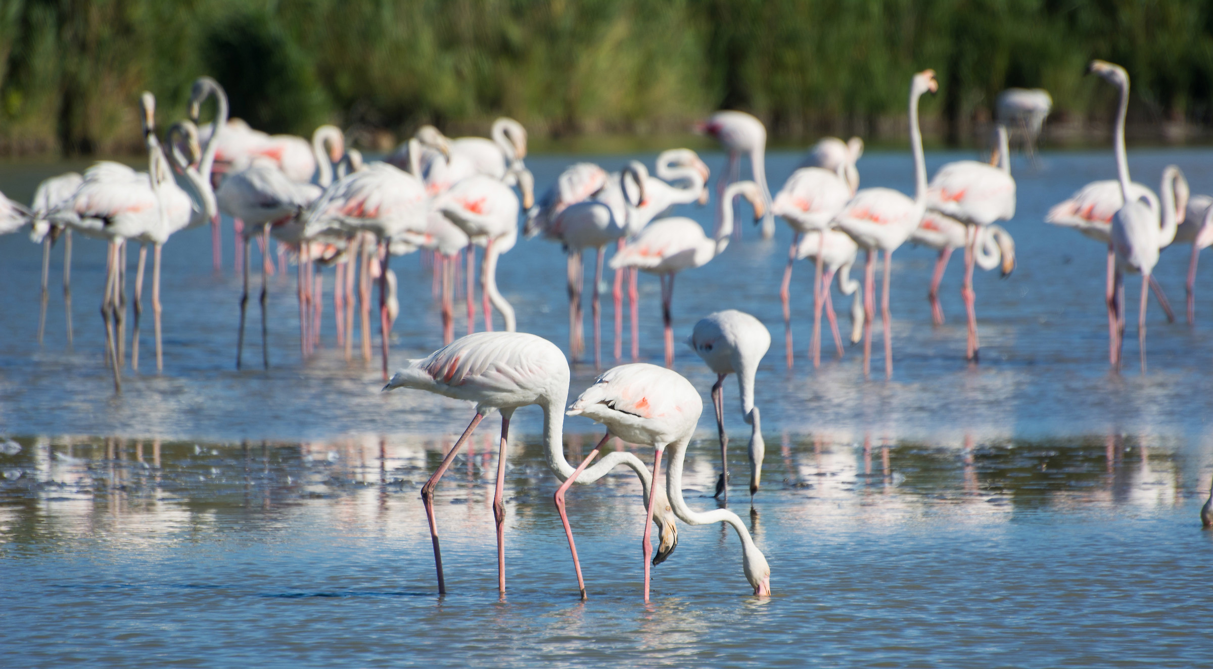 flamingos