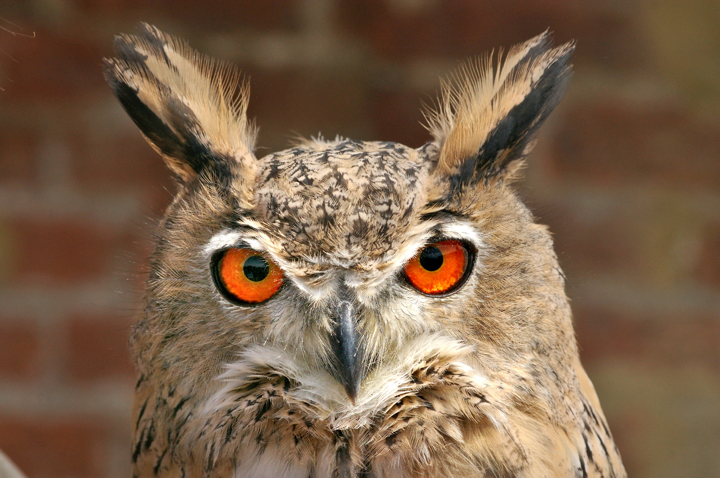 Eagle owl