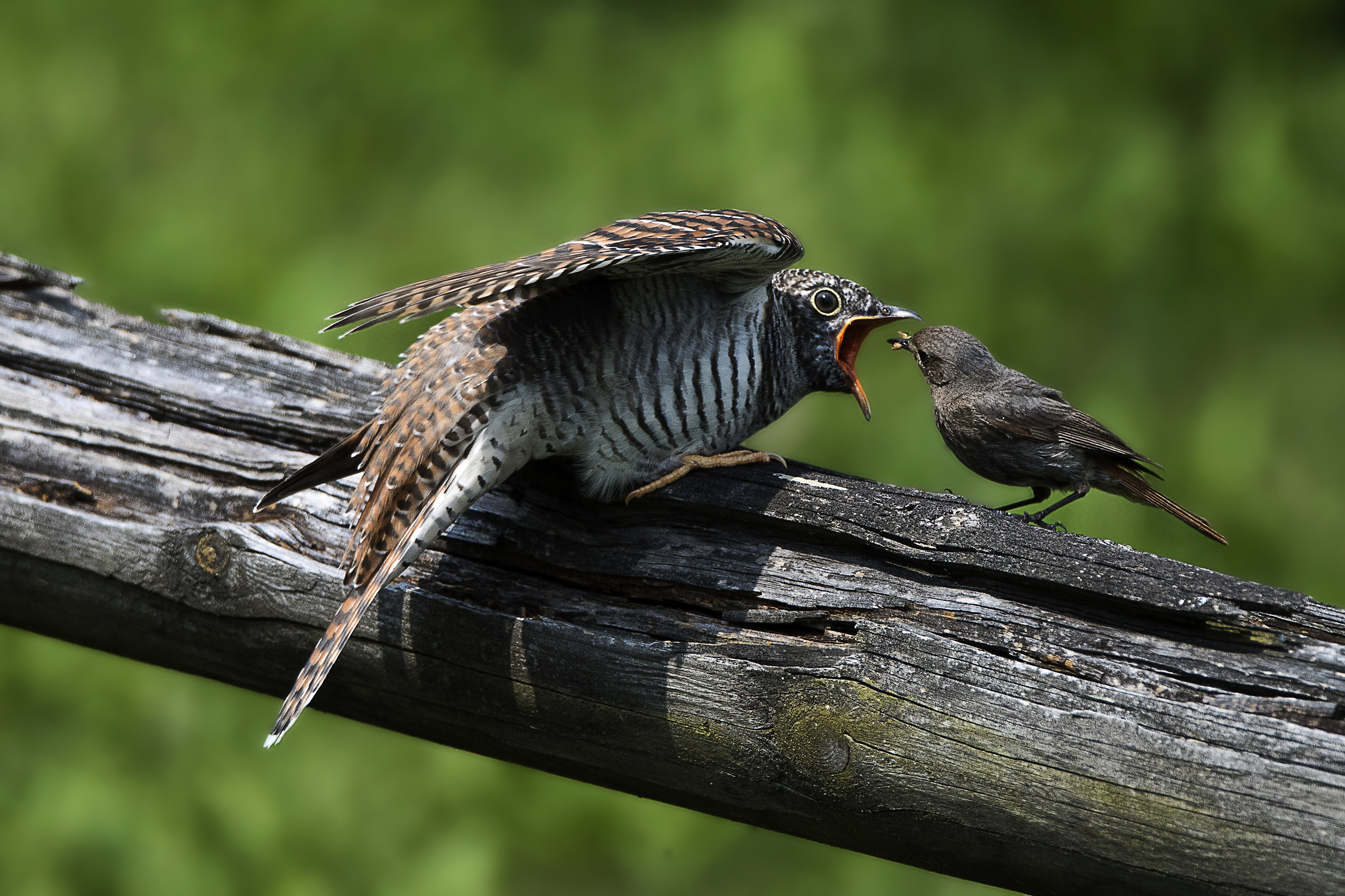mamma codirosso e figlio cuculo