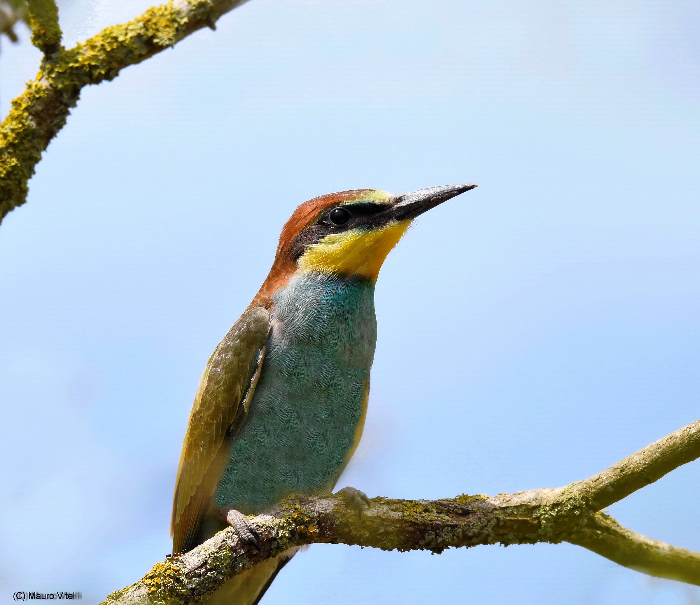 "Young man," the Bee