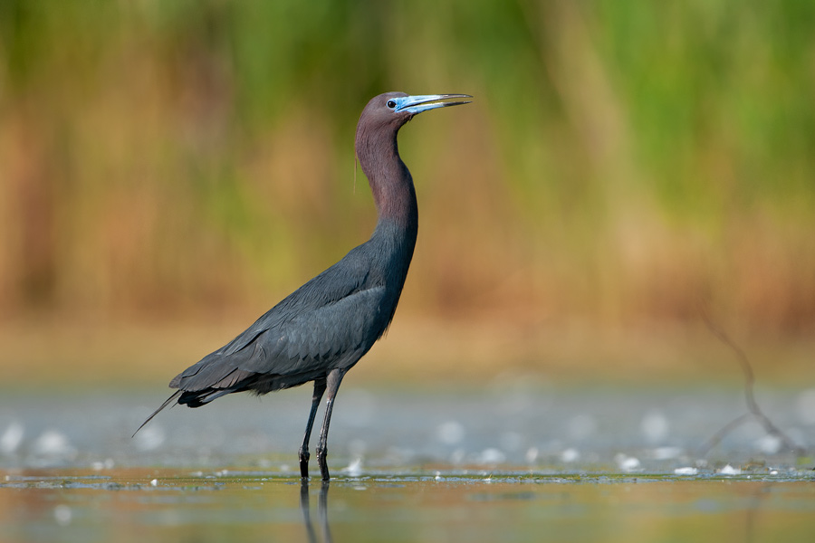 Little Blue Heron
