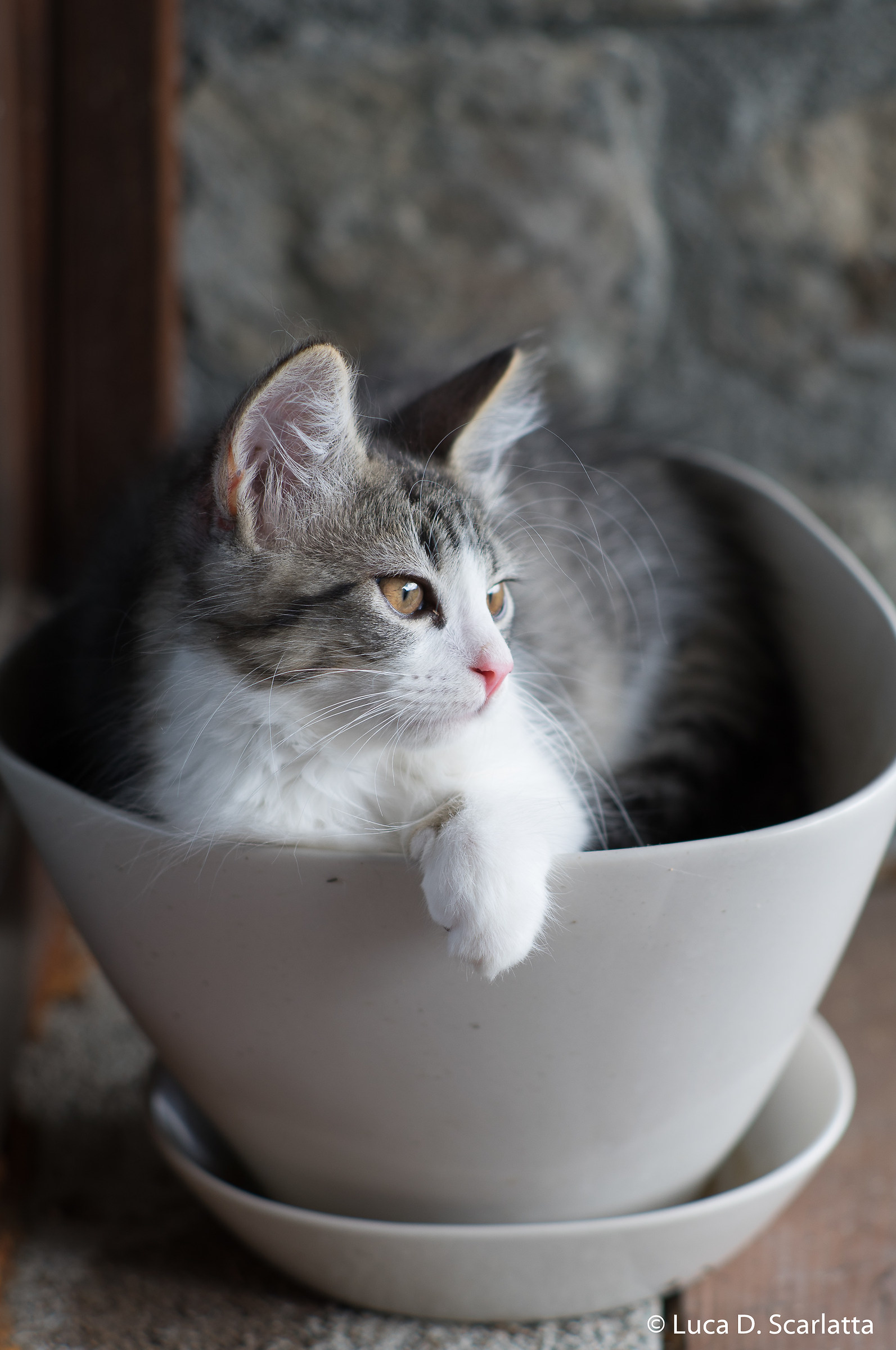 Un gatto "invasato"... è pericoloso?