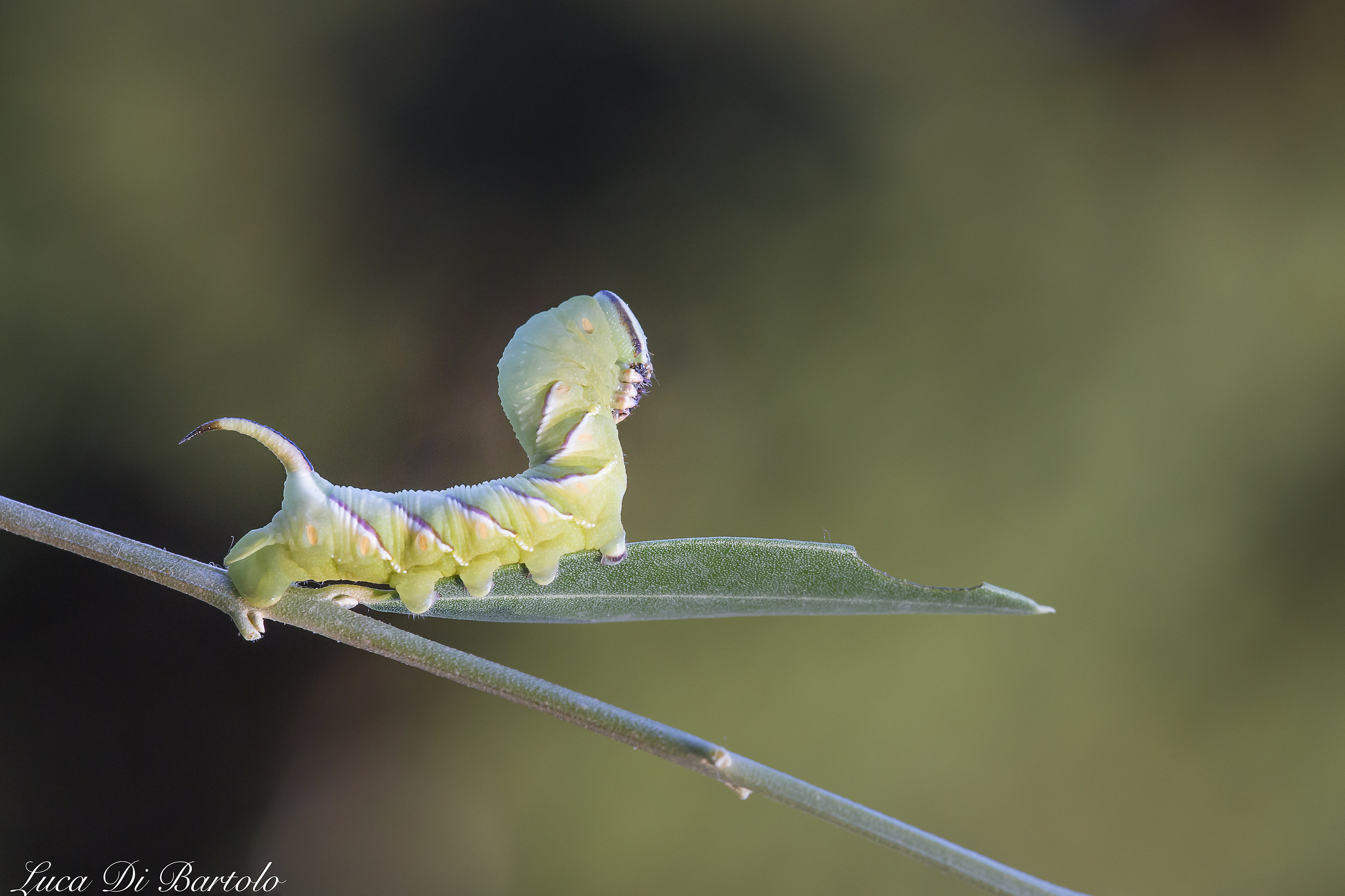 Bruco Sfinge Testa di Morto