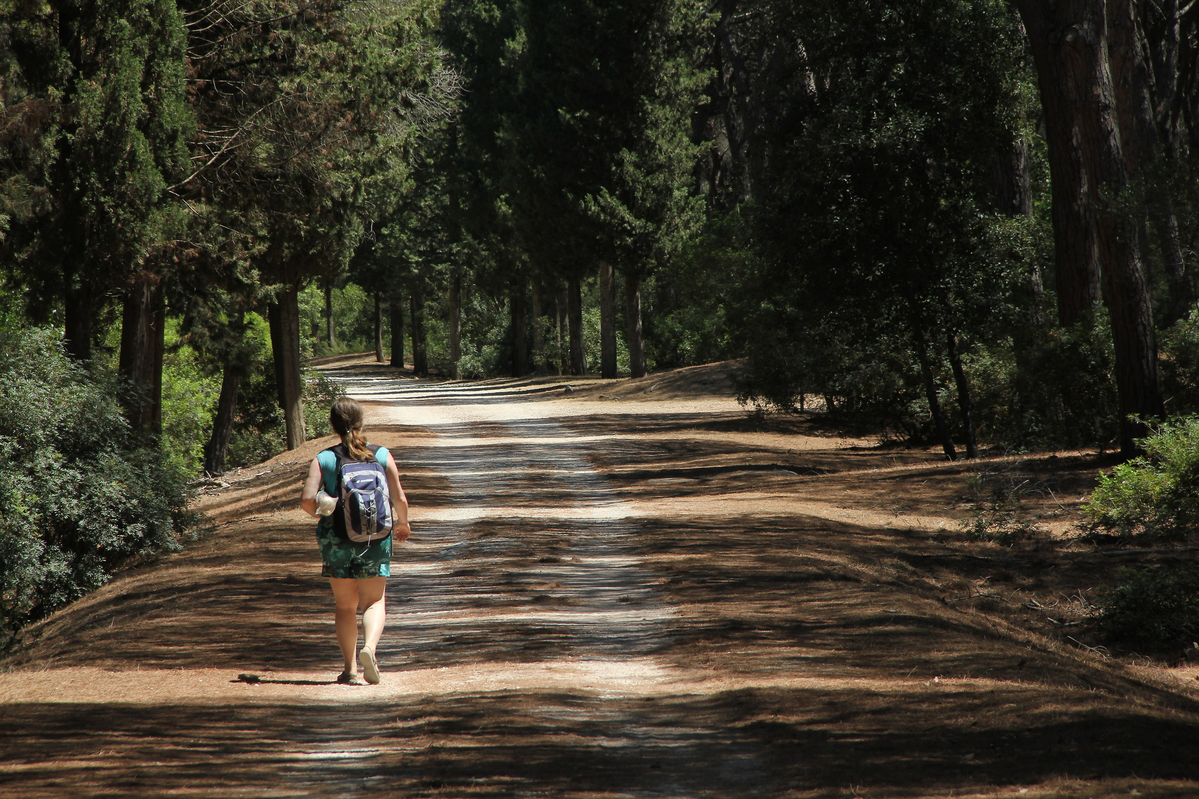 A walk in the pine forest
