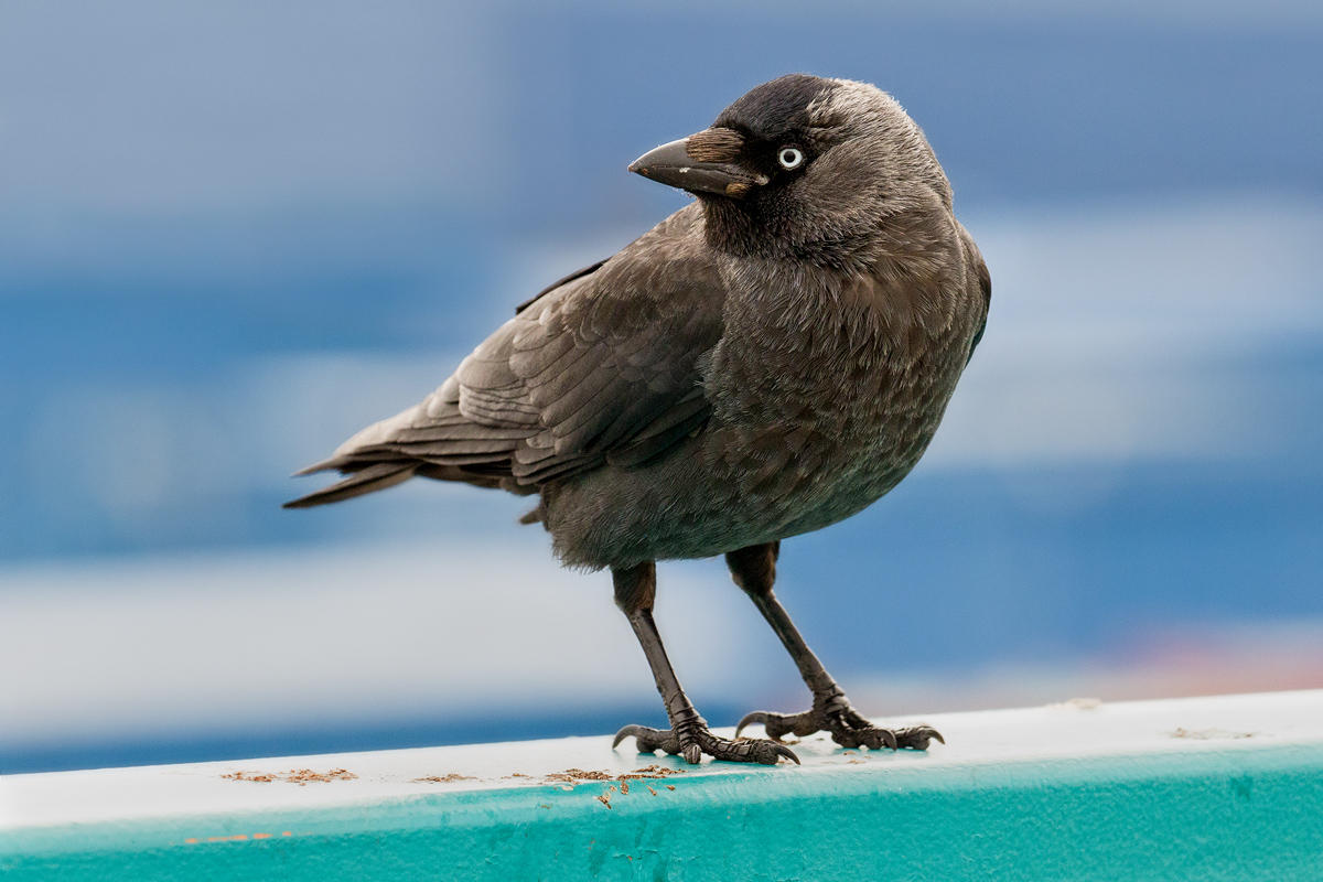 jackdaw