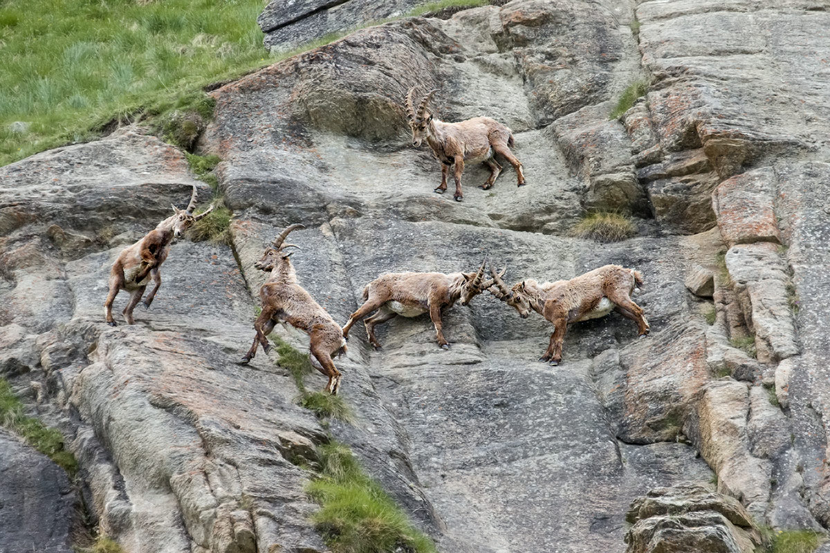 giovani stambecchi giocano