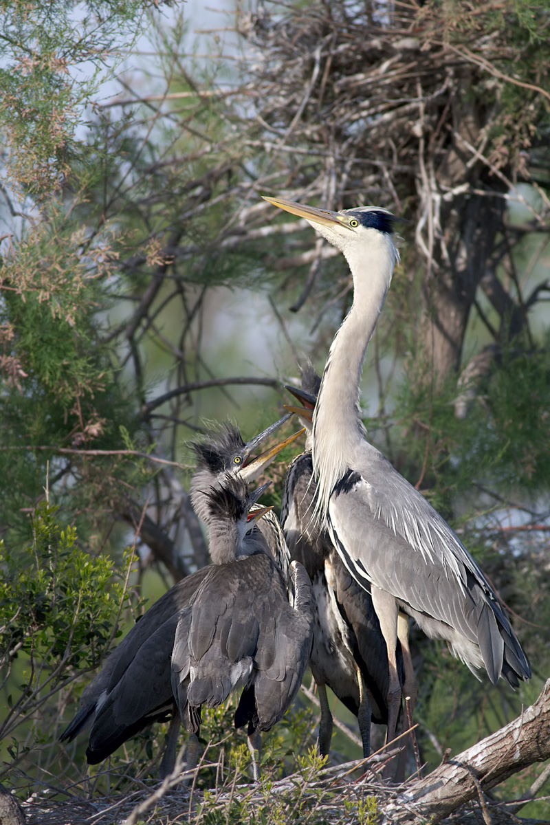 I tre pulli (4) - Imparate a fare da soli!