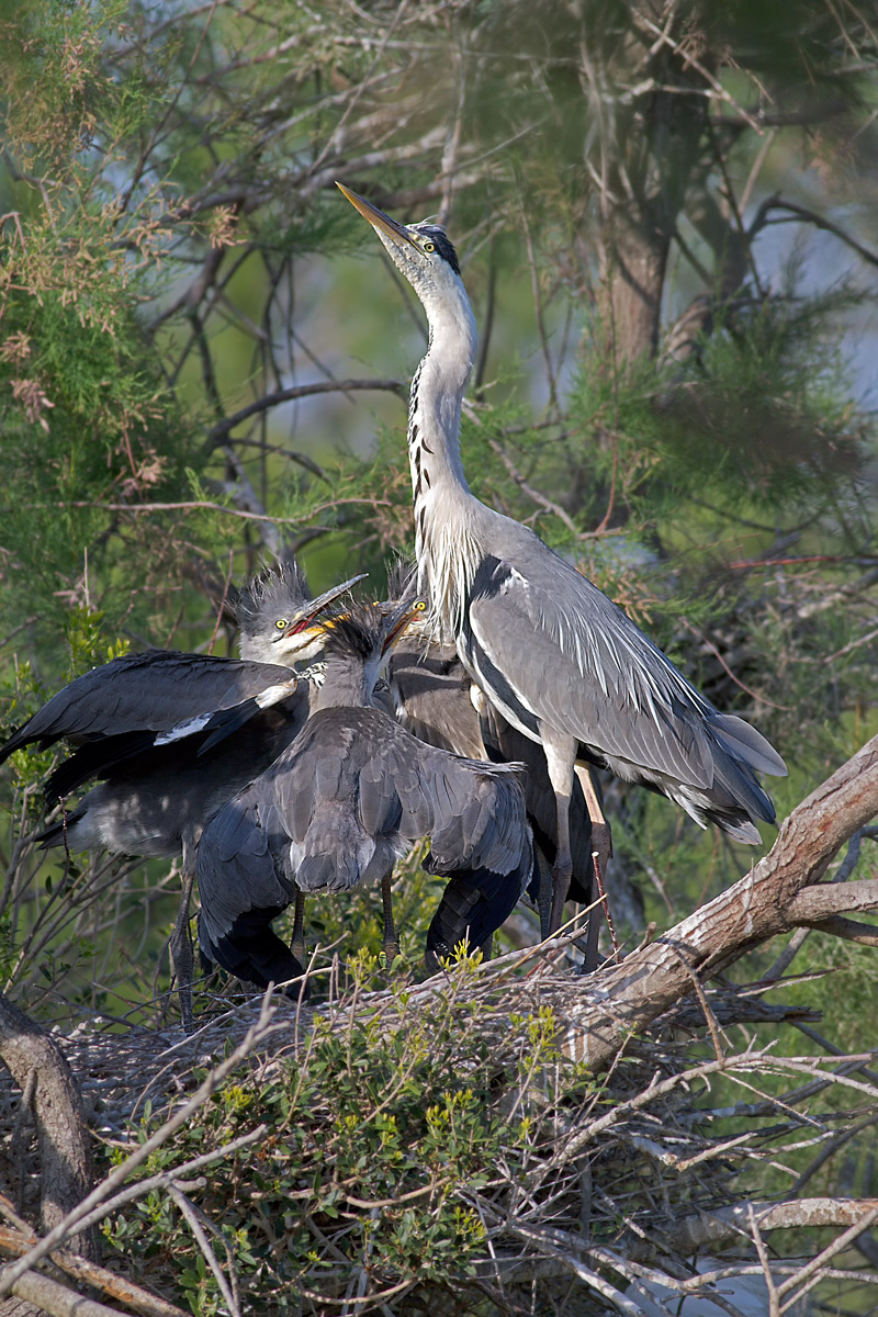 I tre pulli (5) - Io non vi conosco!