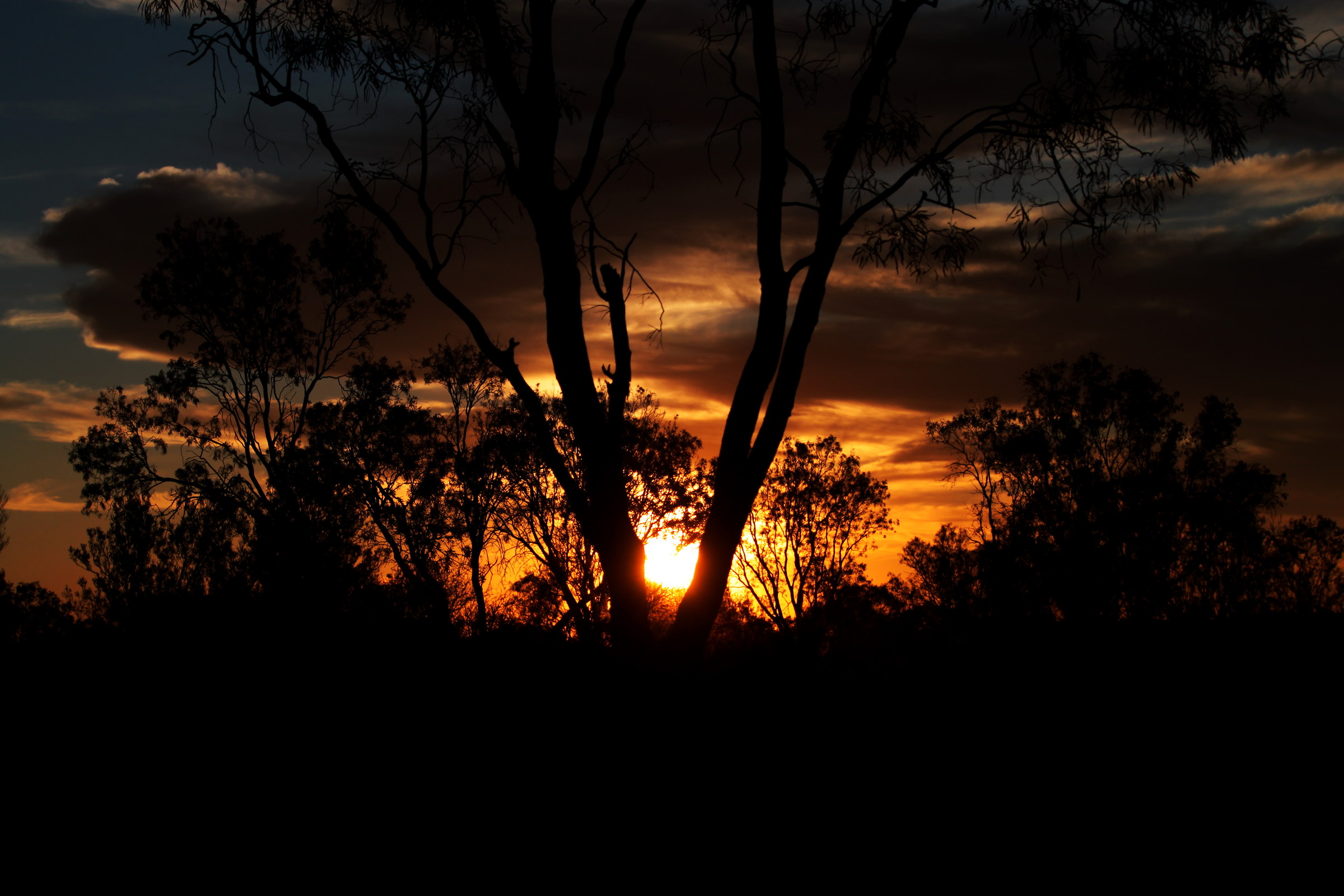tree and sun  Canyon Outback