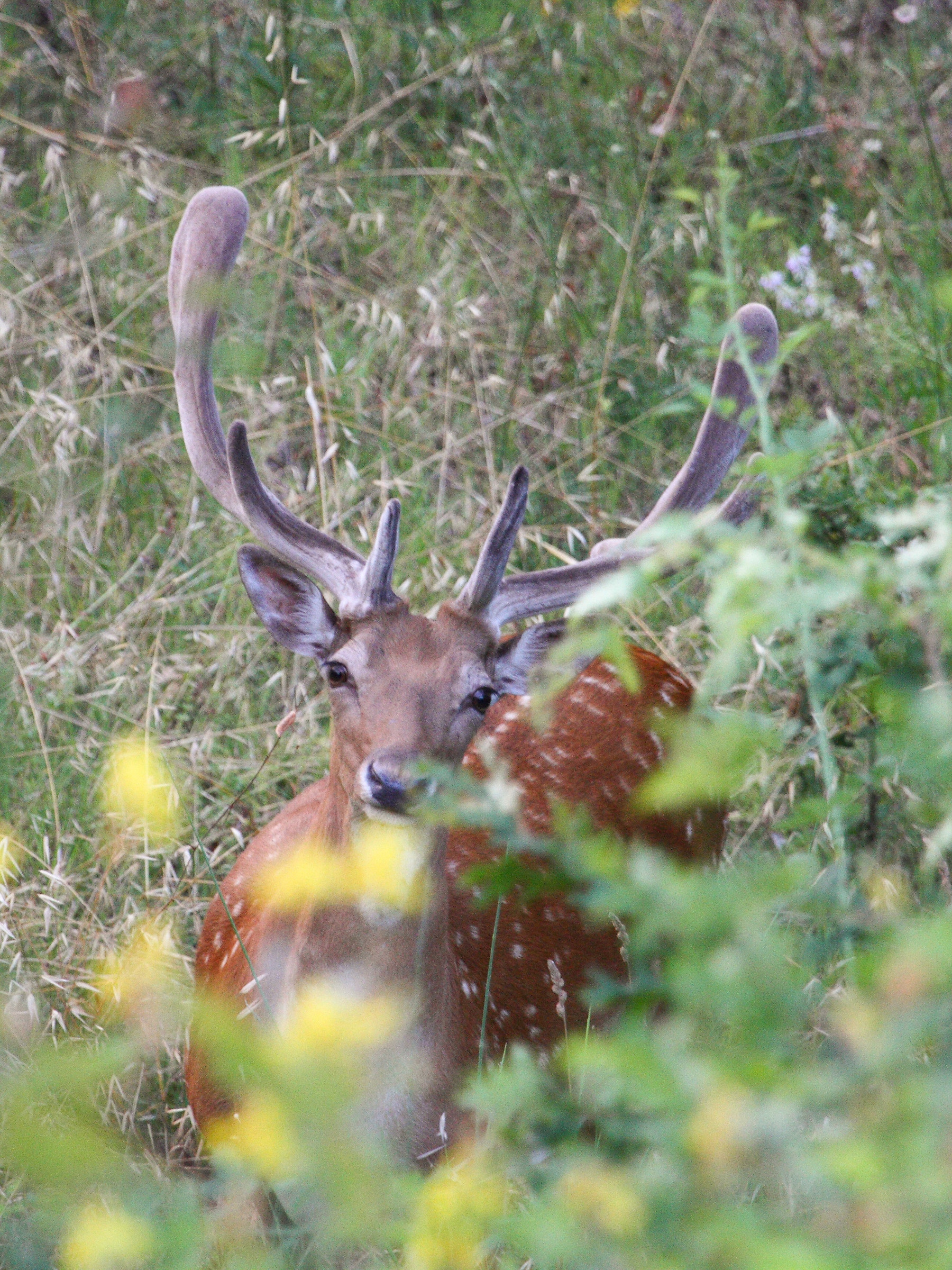 Il daino in "velluto"