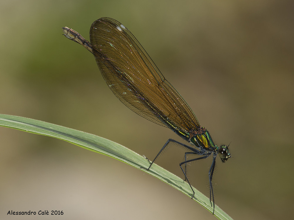 Calopteryx virgo 5988