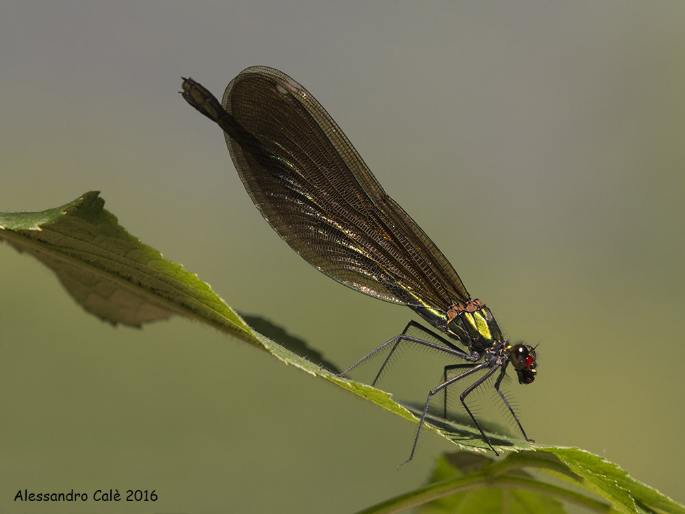 Calopteryx virgo 5951