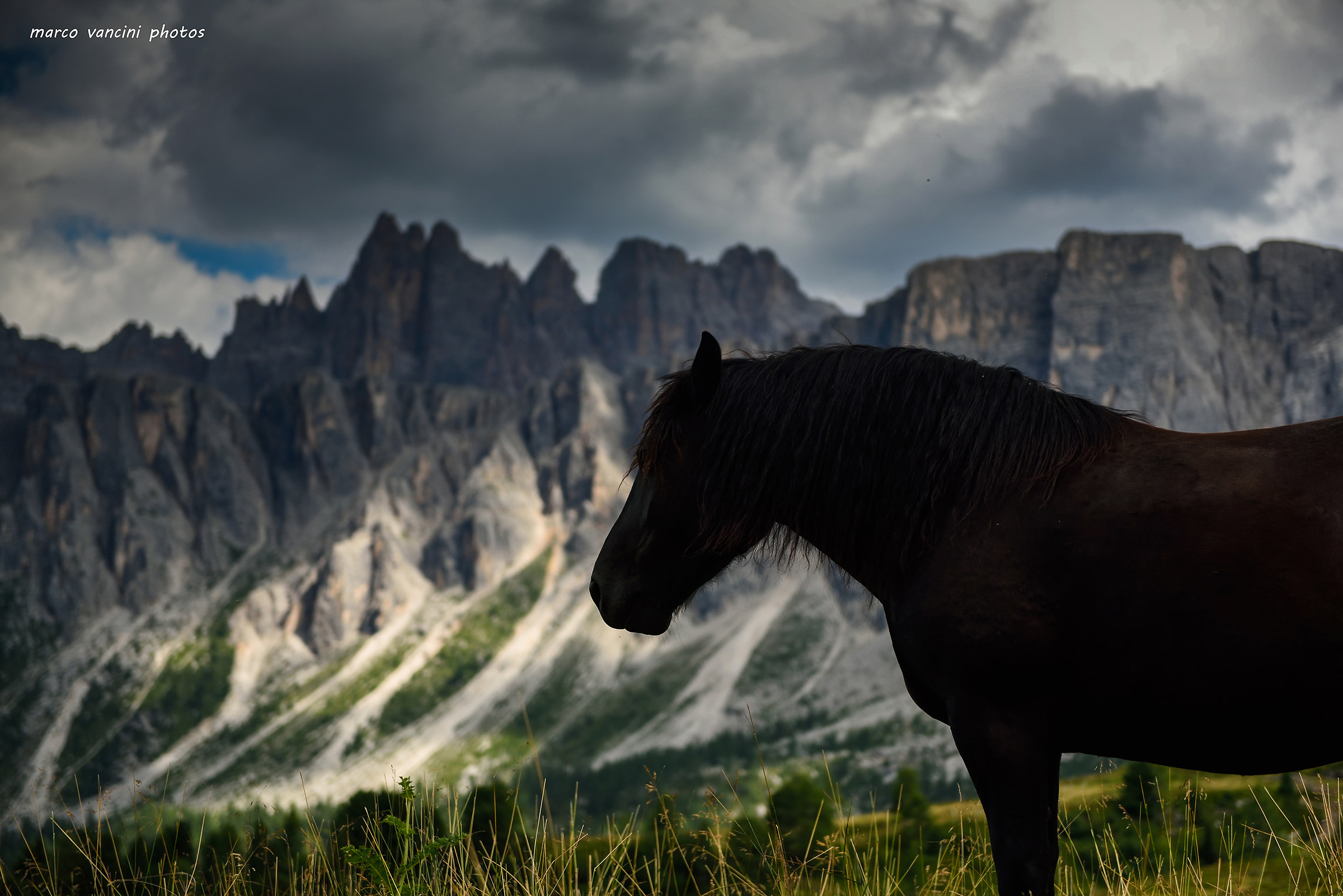 Cavallo sulle dolomiti