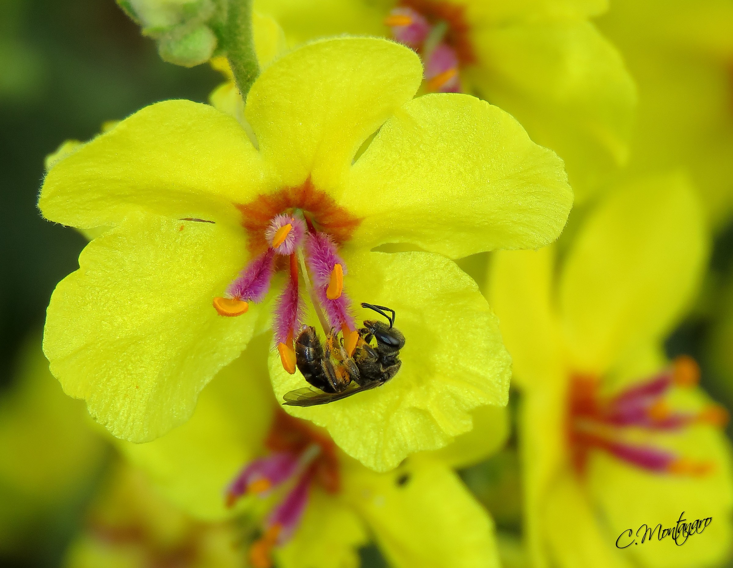 Verbasco sinuoso con ospite (Andrena vaga)