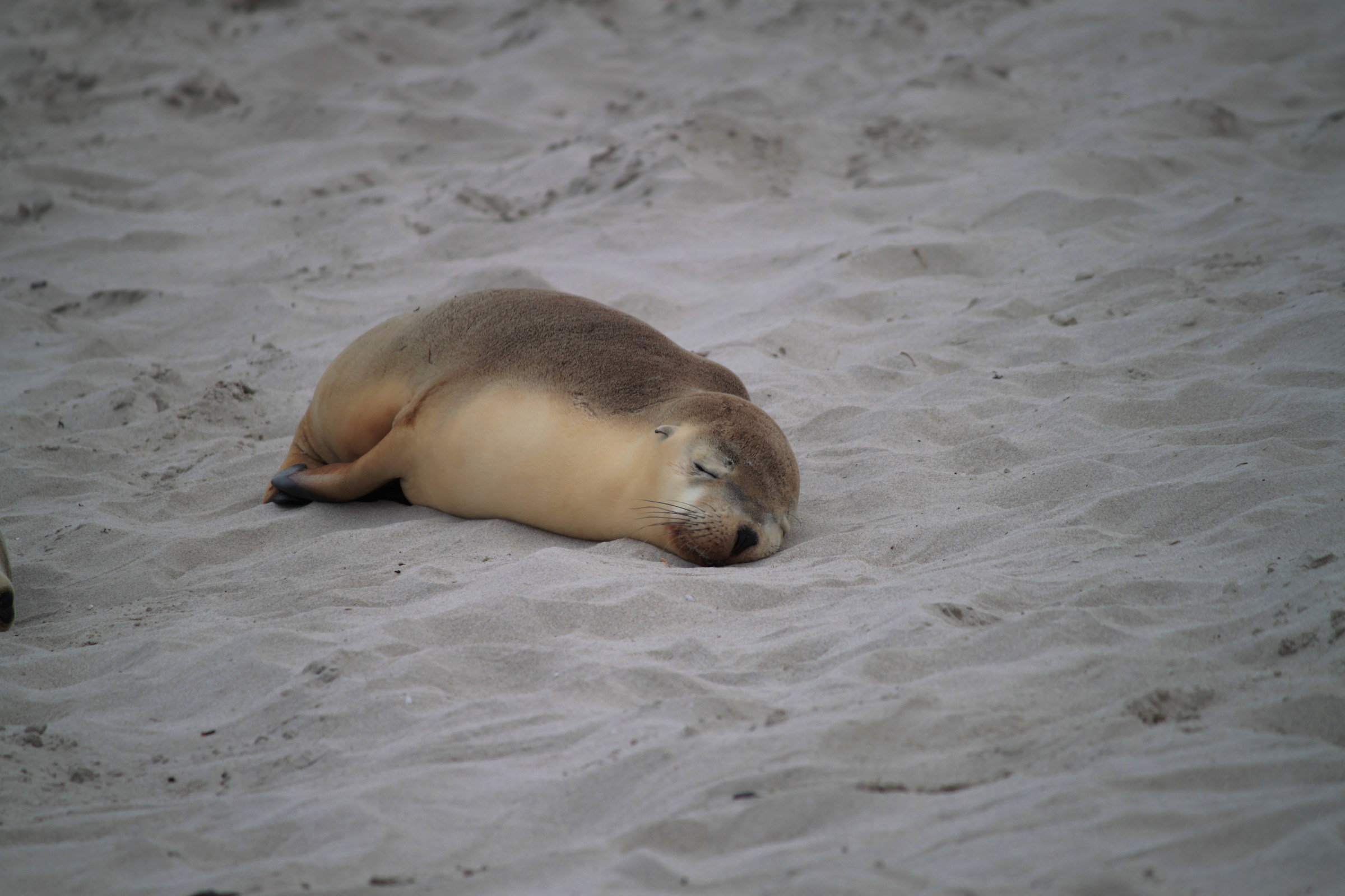 Sea Lion  baby
