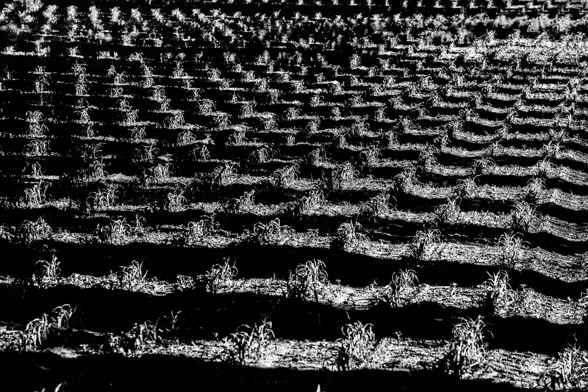 The shadow of the trees