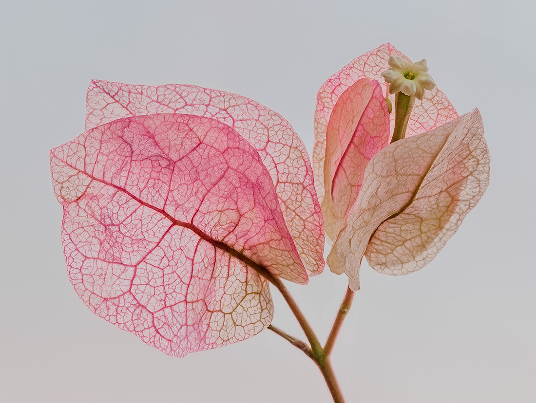 Transparency of bougainvillea