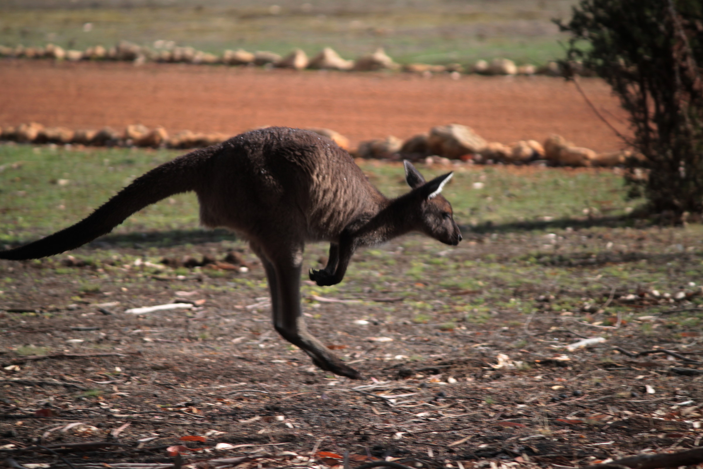 kangaroo jump