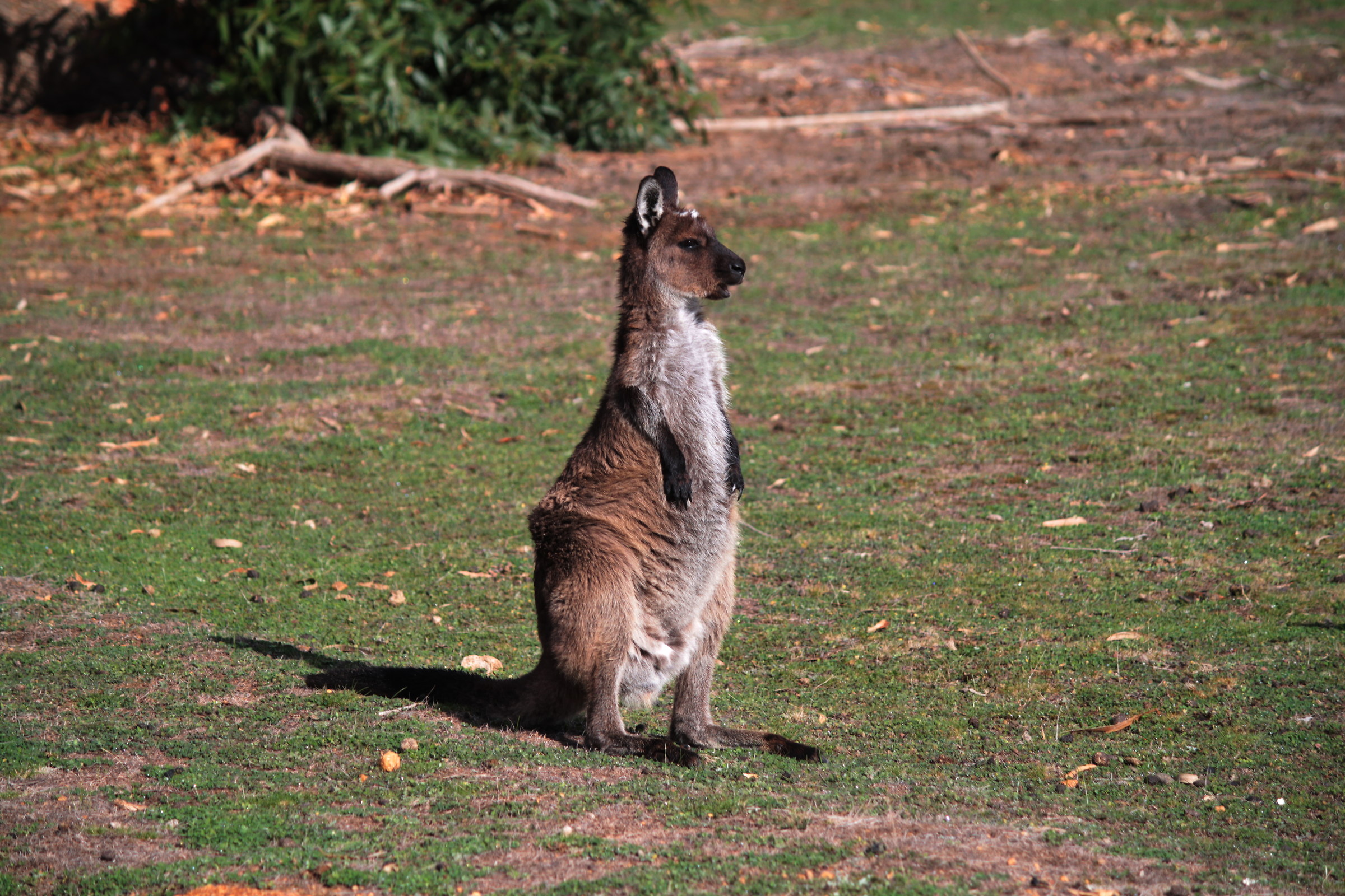 kangaroo look around