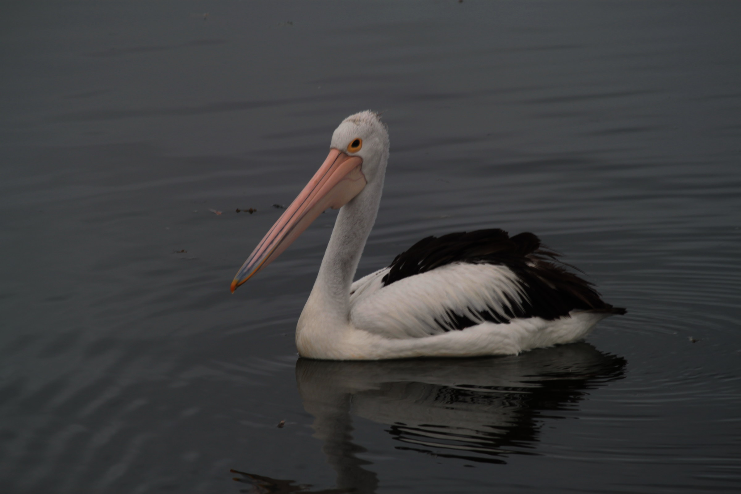 pelican