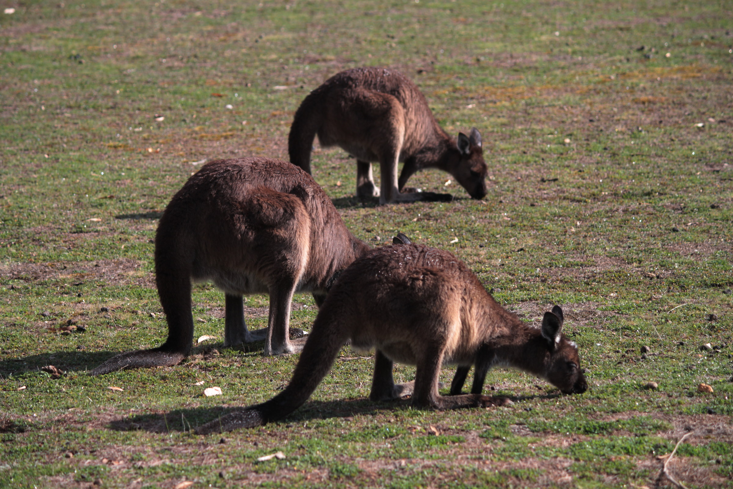 kangaroo have lunch