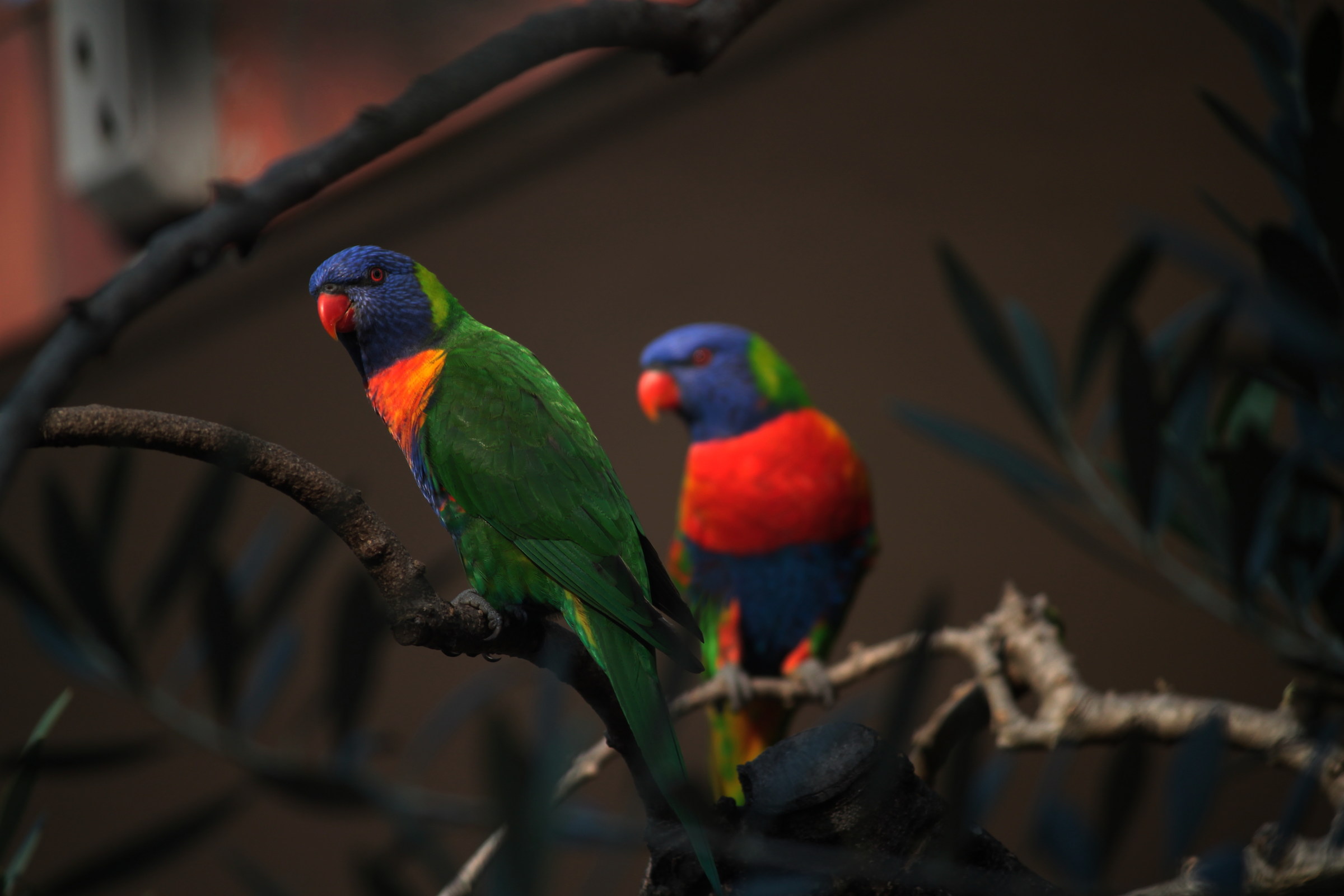 parrots