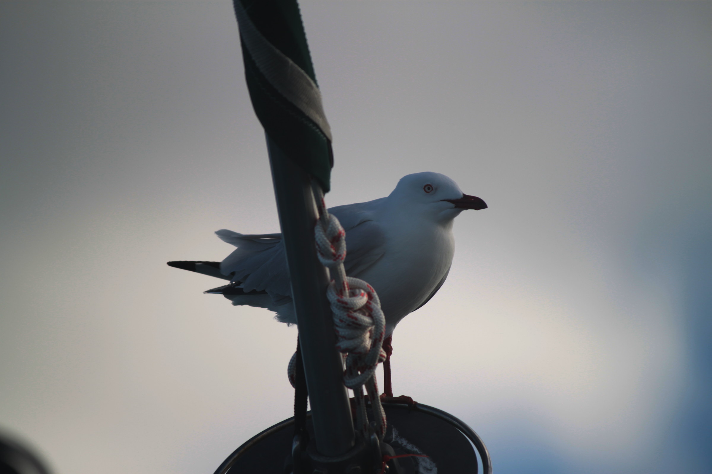 seagull captain