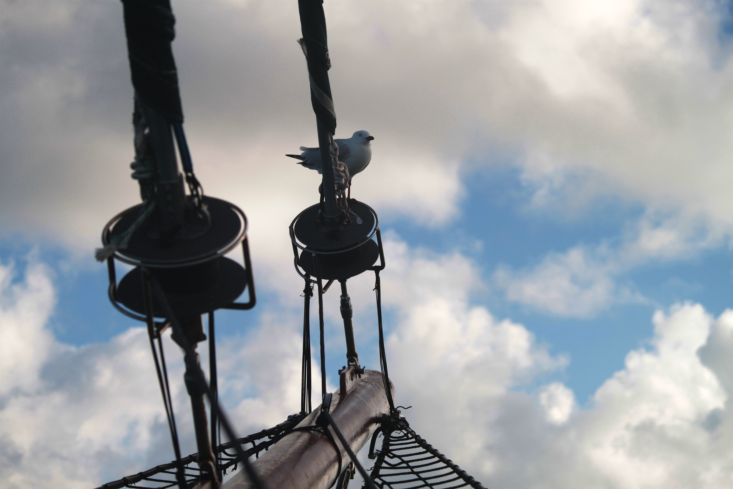 seagull on the boat