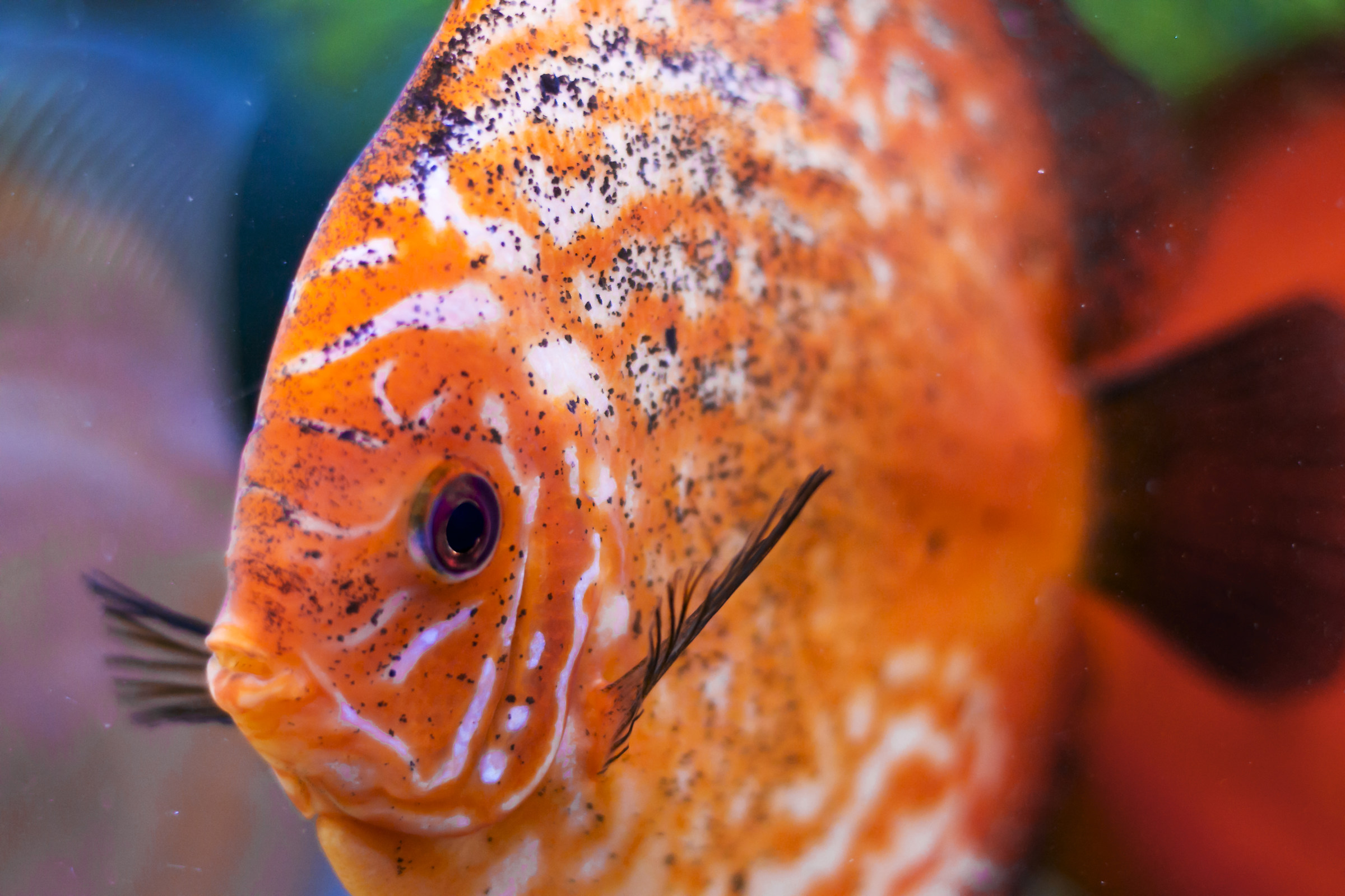 discus Portrait