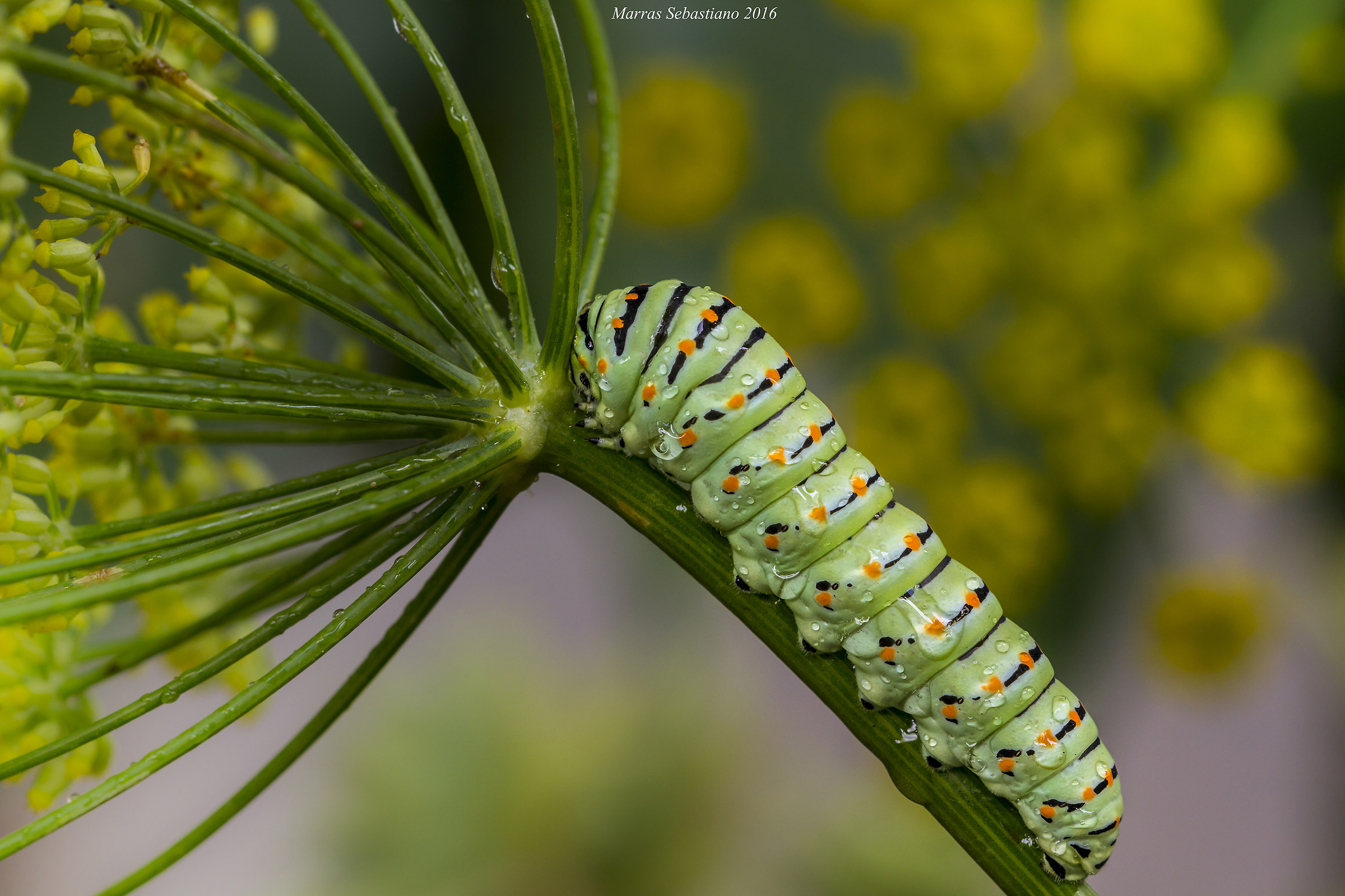 bruco di papilio machaon