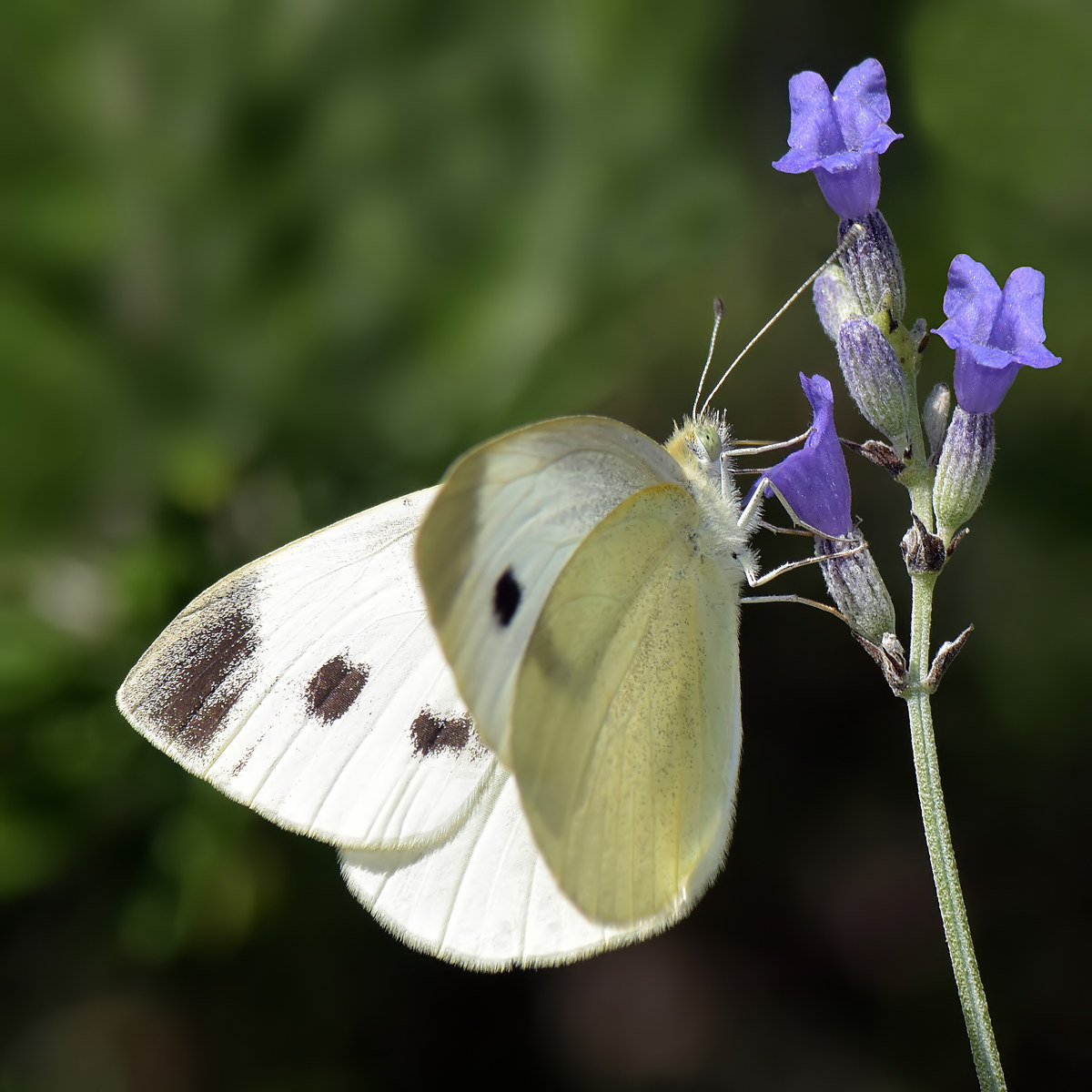 Pieris brassicae on lavender
