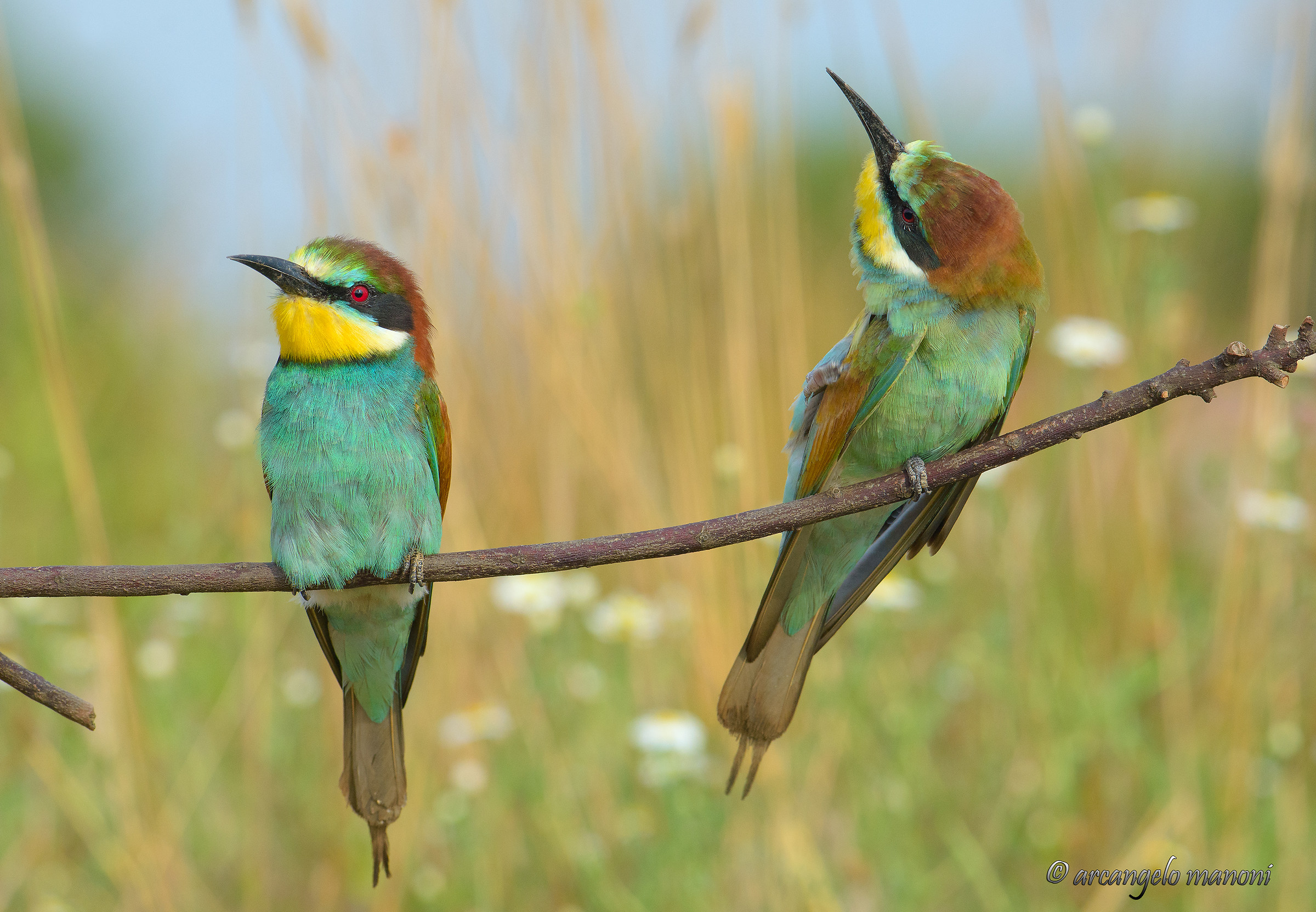 Su! non fare lo sciocchino!