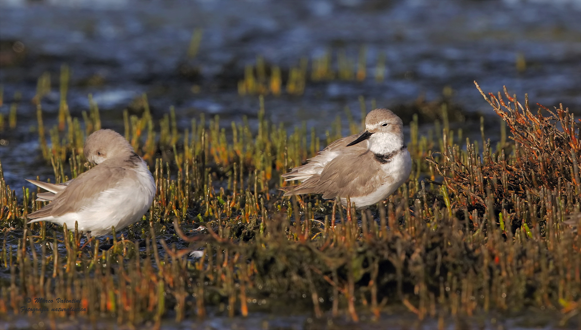 Beccostorto - Dedicated to enthusiasts of waders