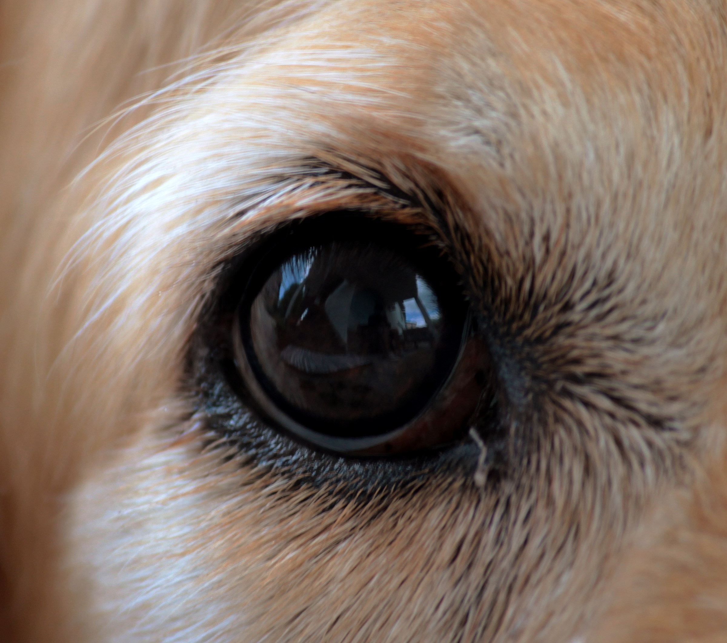 dog eye