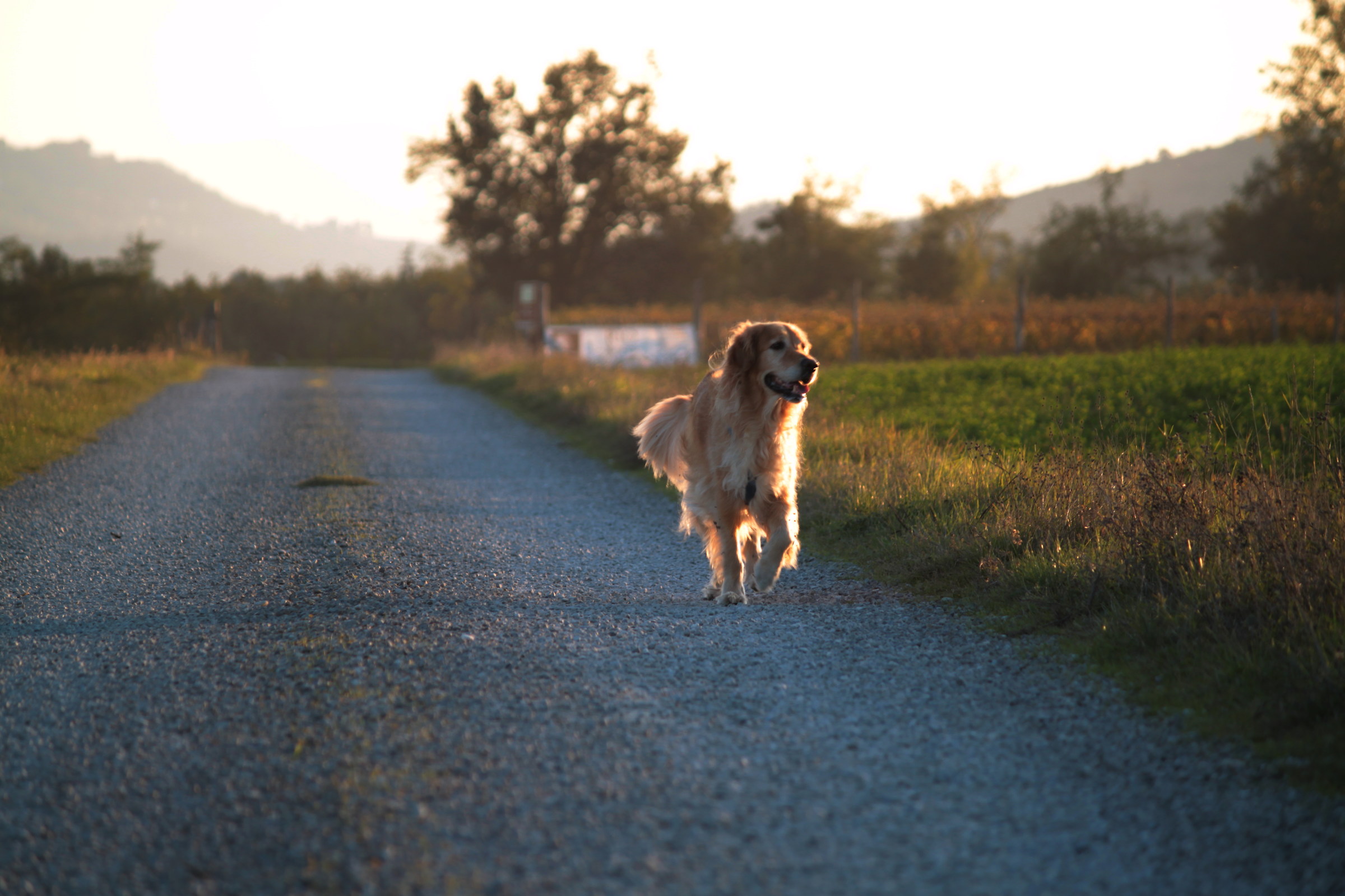 dog on the road