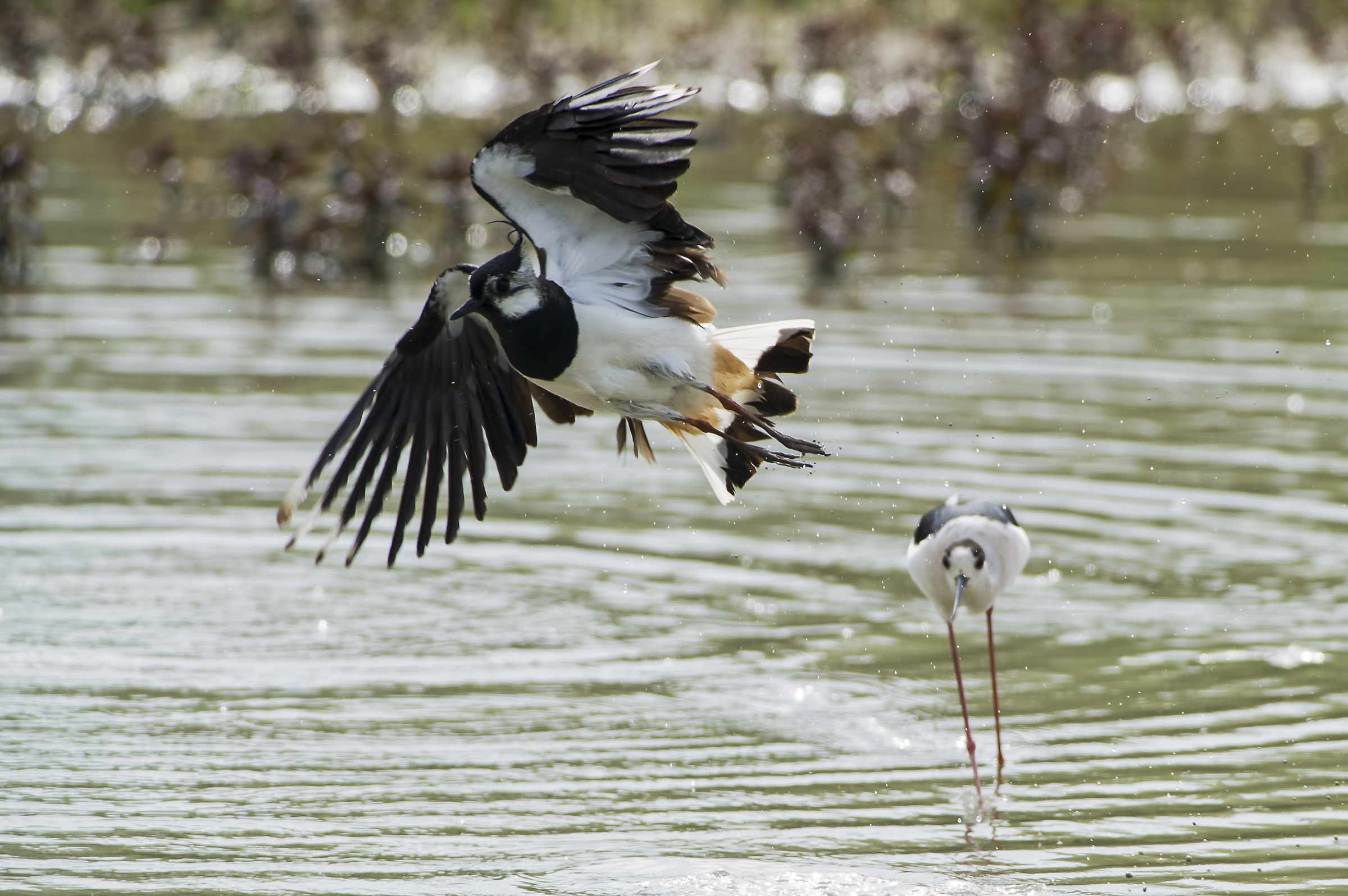 Cavaliere vs Pavoncella