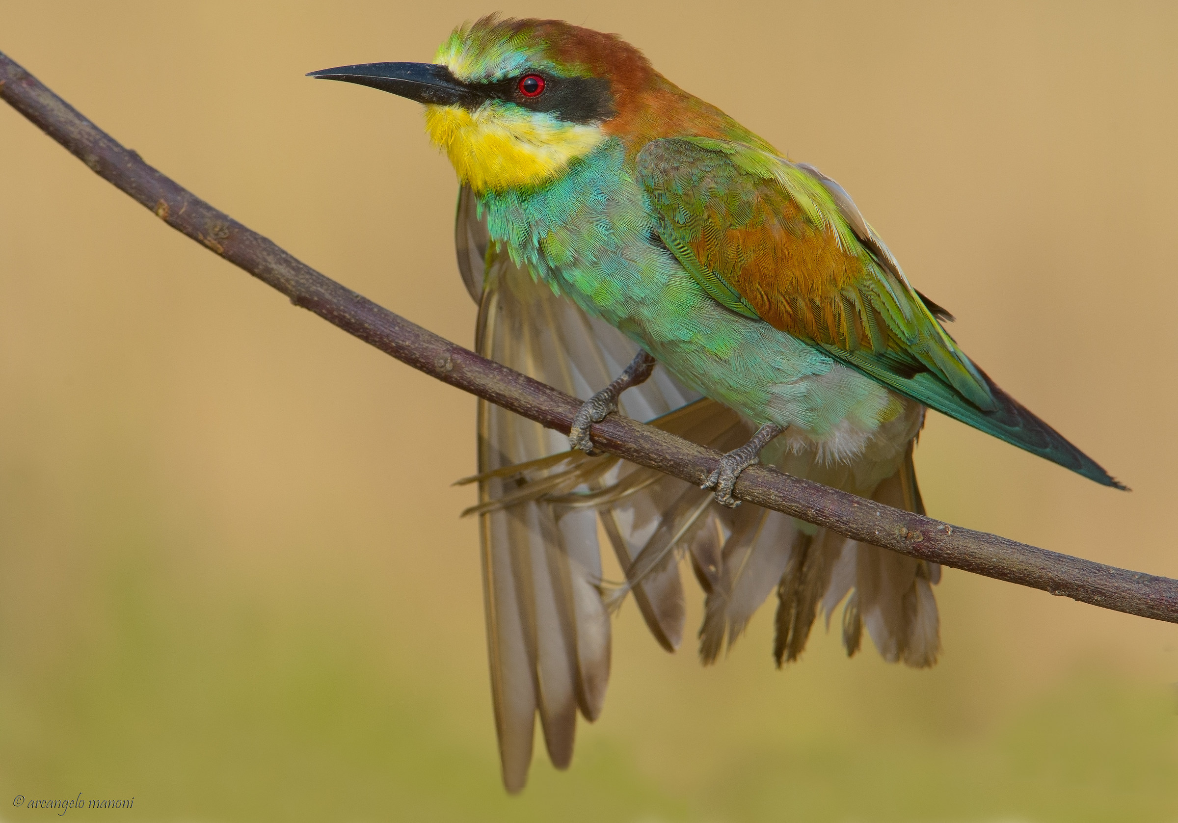 Tutti i colori del gruccione