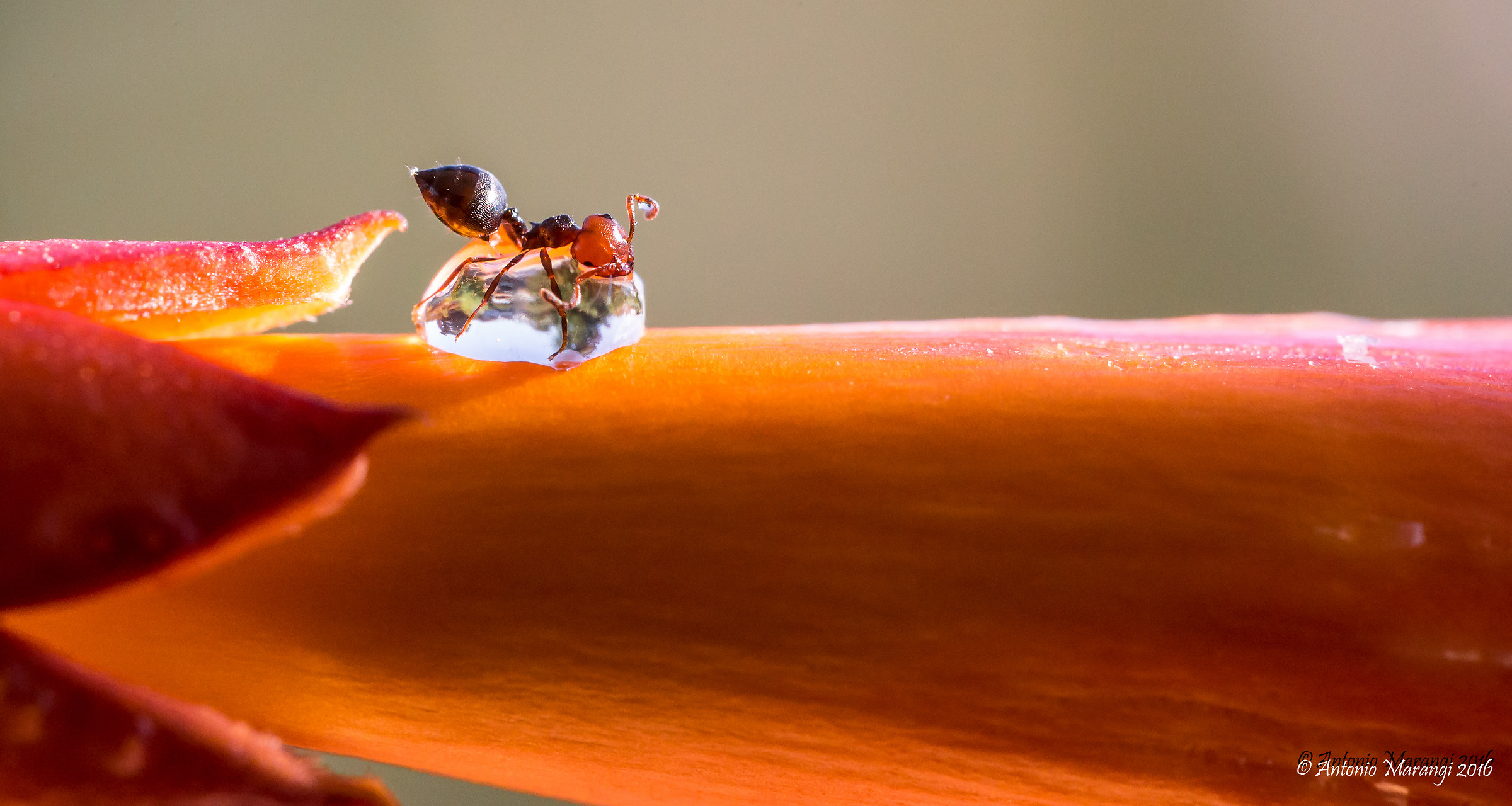 I quench the thirst a little