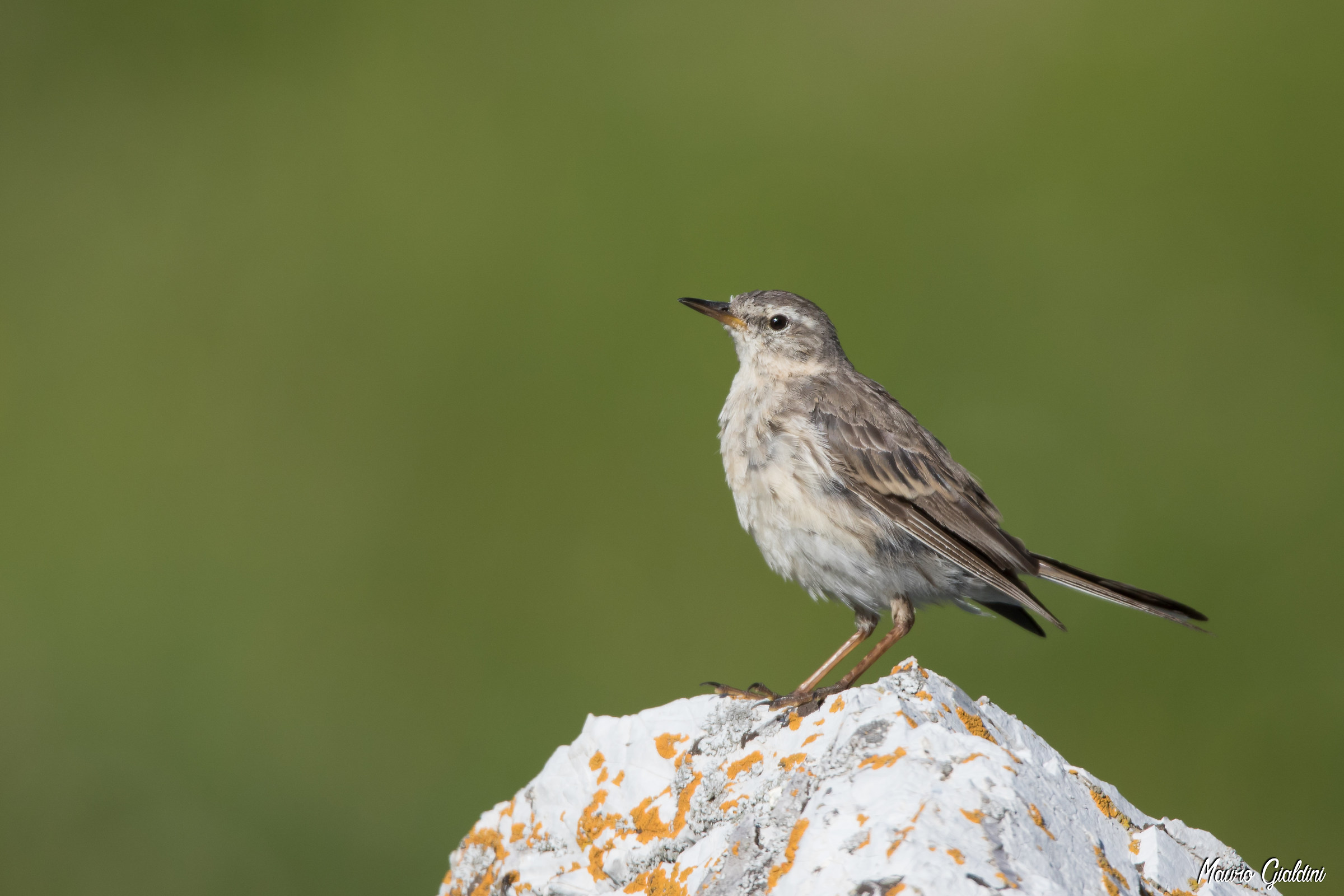Spioncello (Anthus spinoletta)