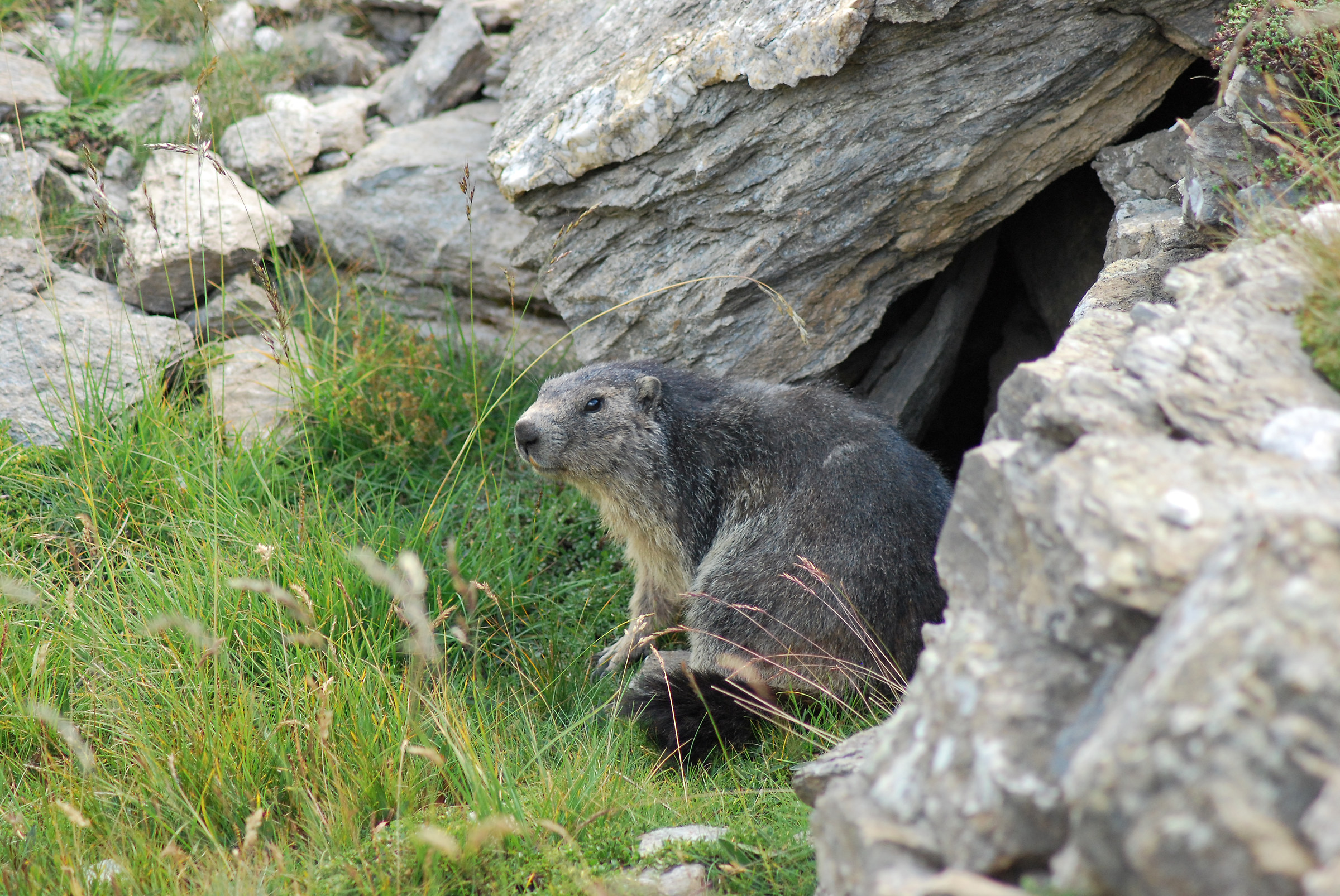 marmot