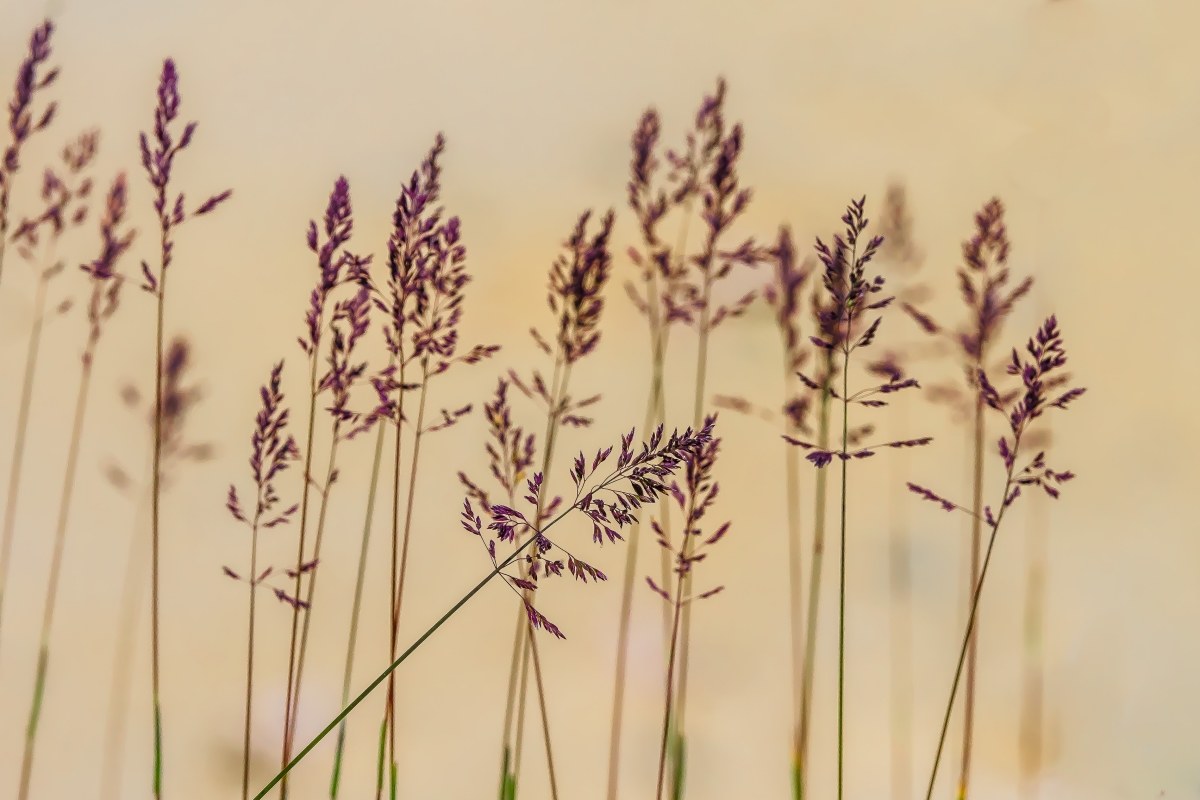 esili steli...............