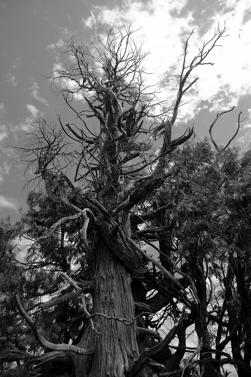 A volte sembrano guardarci