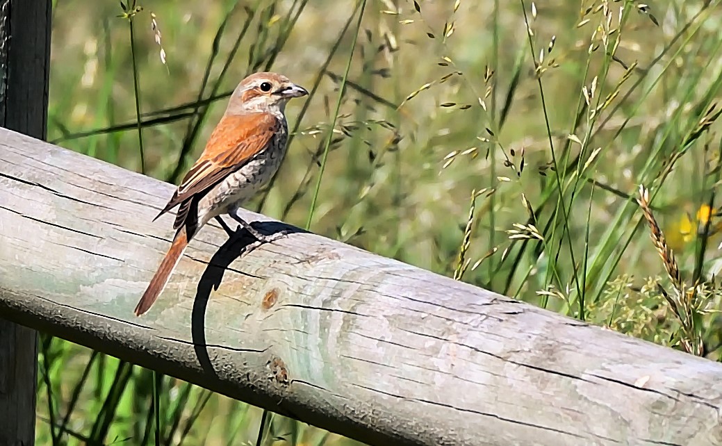shrike (female)