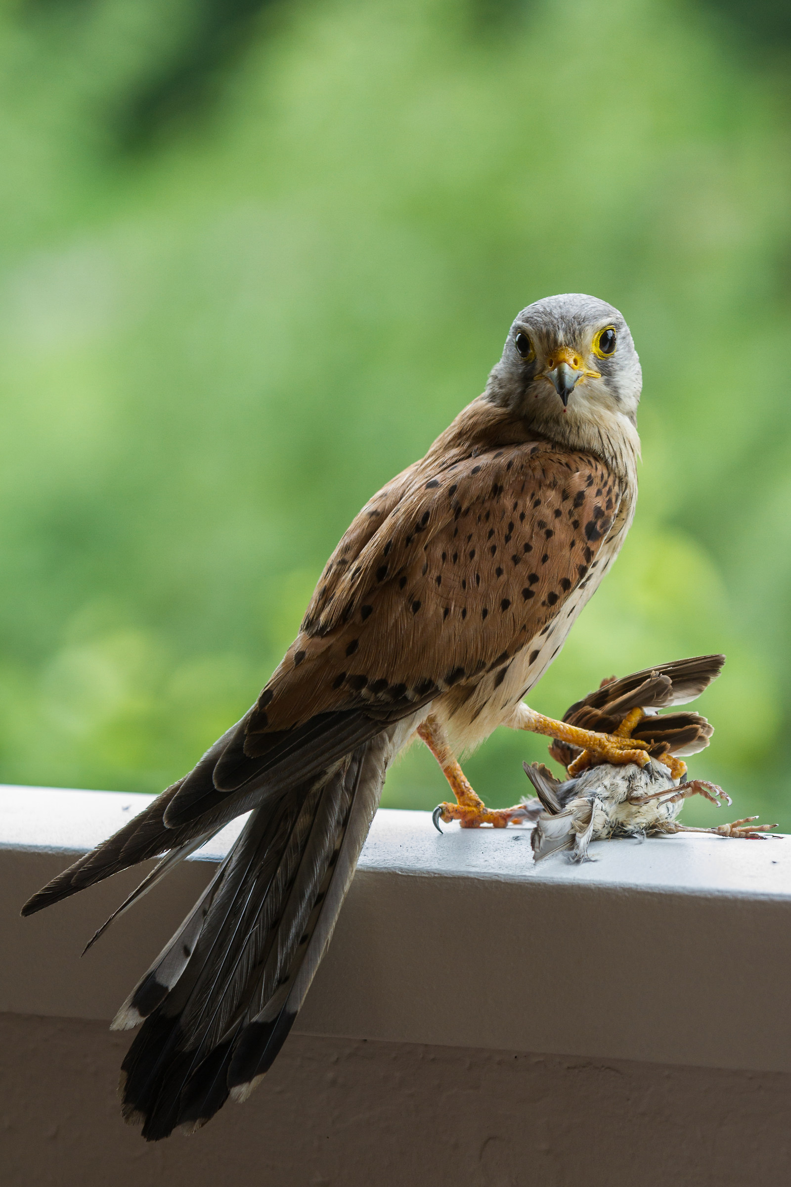 Incontri sul balcone