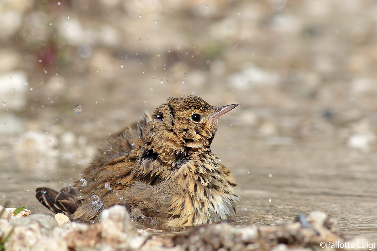 Prispolone (Anthus trivialis)