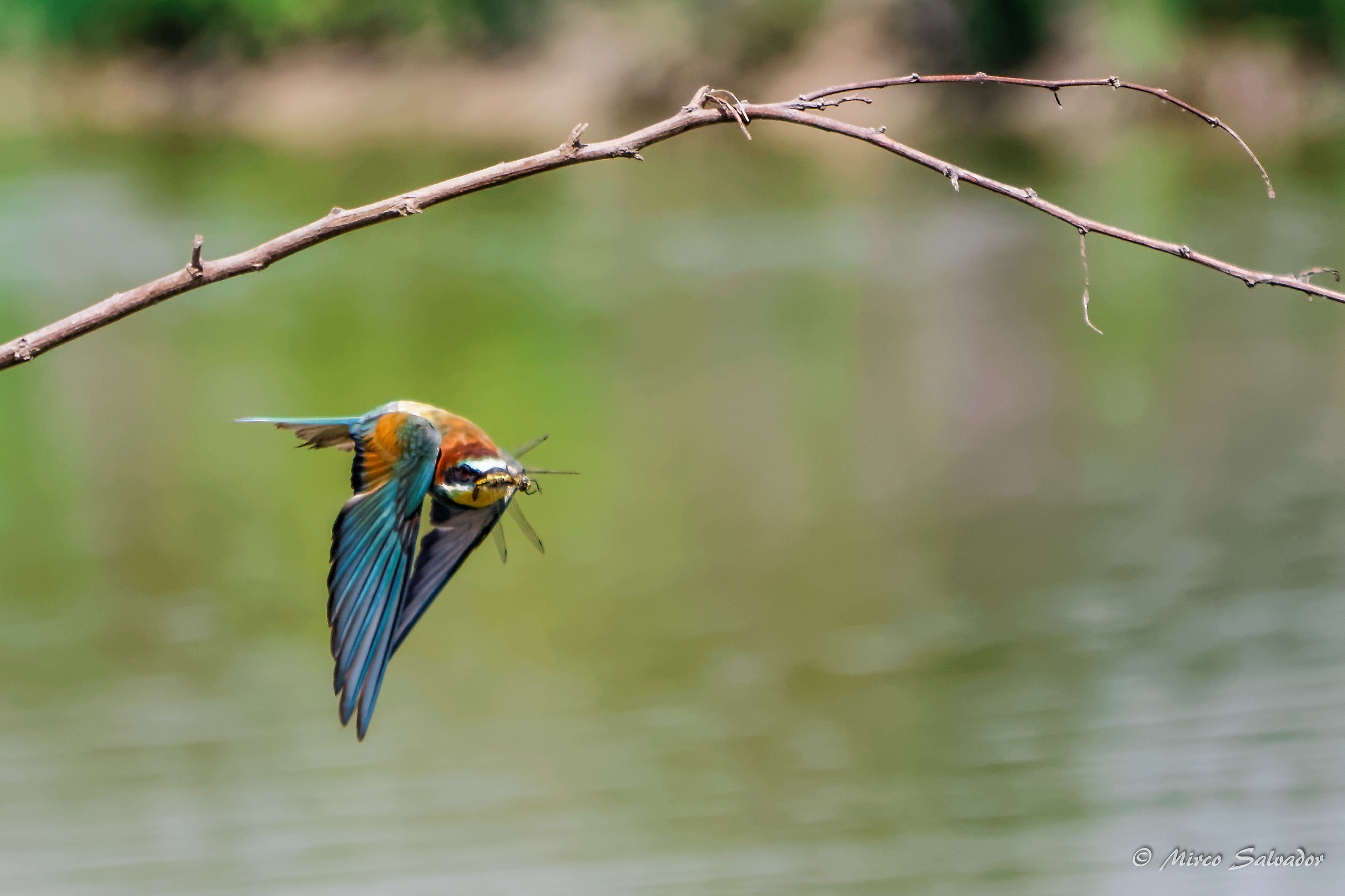 Bee-eater in flight with prey